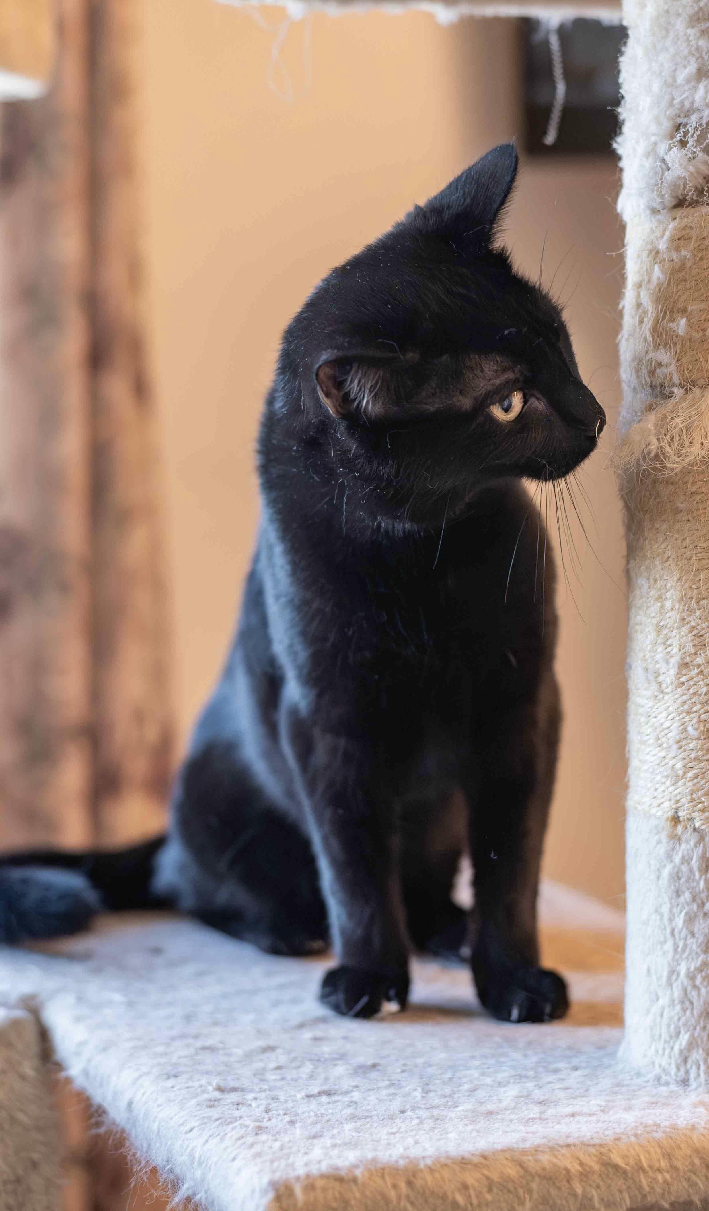 Enlarge Velour, a ADOPTABLE Domestic Short Hair in Colorado Springs, CO image 5/5