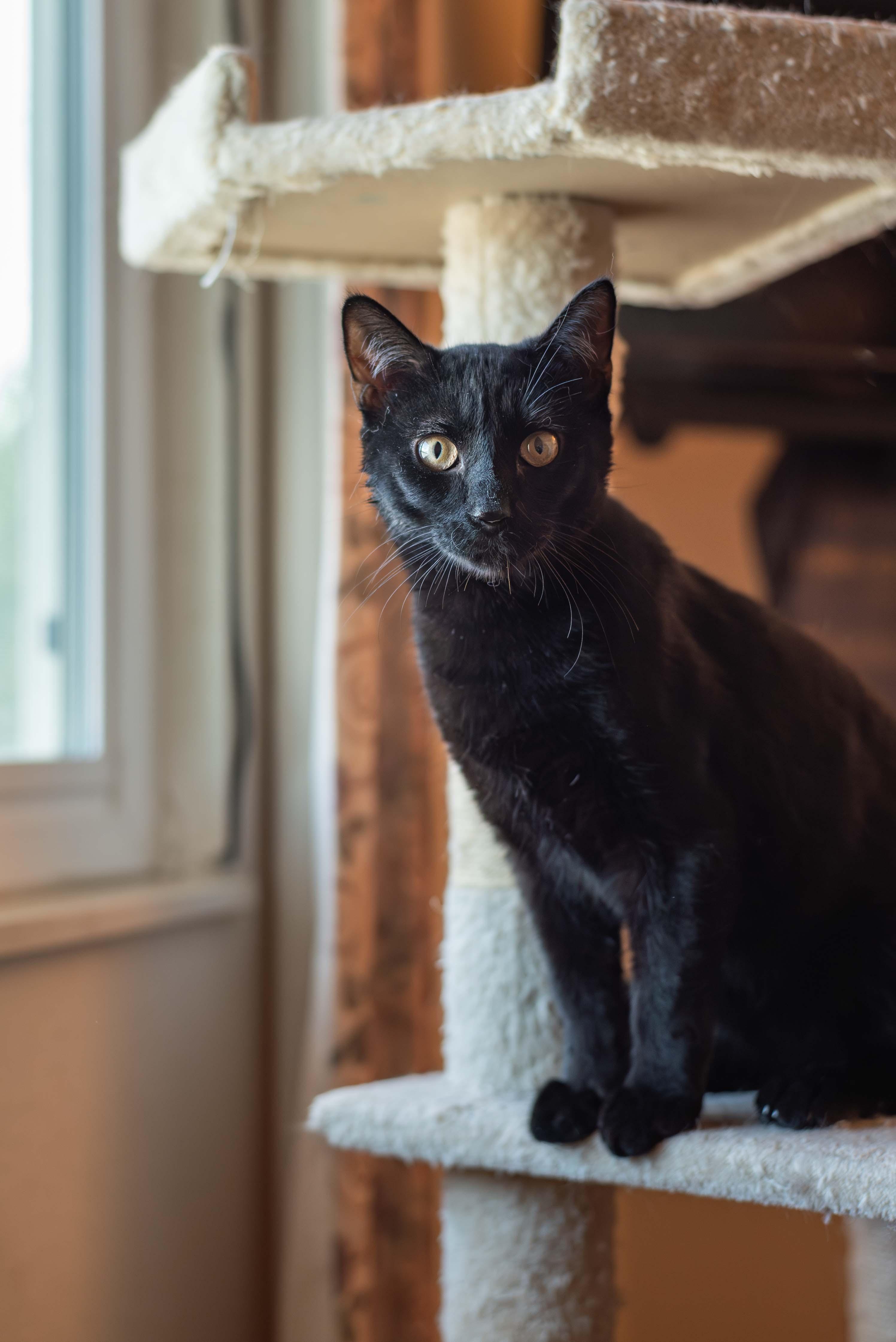 Velour, ADOPTABLE, Kitten Male Domestic Short Hair.