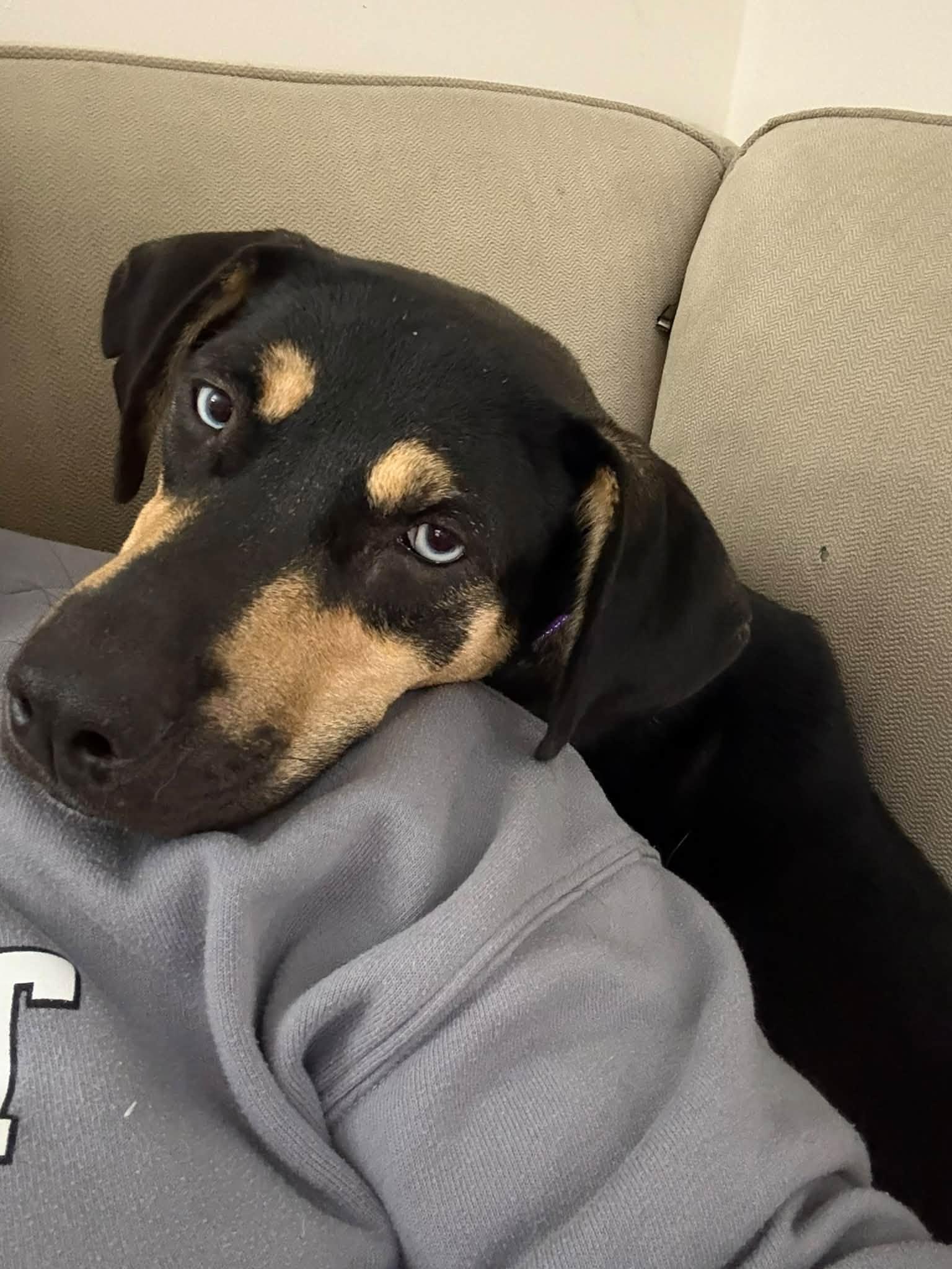 Enlarge Millie HERE IN NH, a Adopted Mixed Breed in Barrington, NH image 1/6