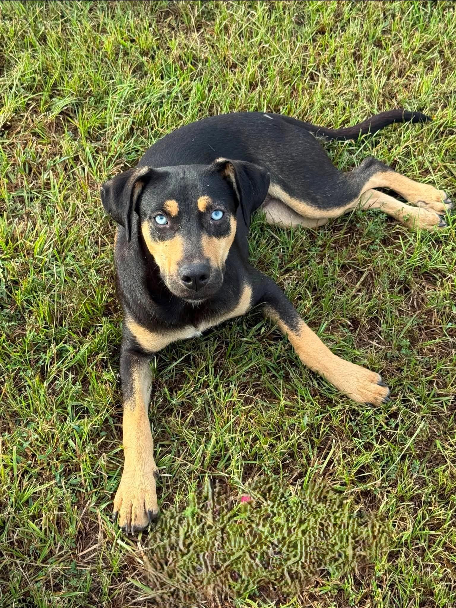 Millie, Adoptable, Puppy Female Mixed Breed.