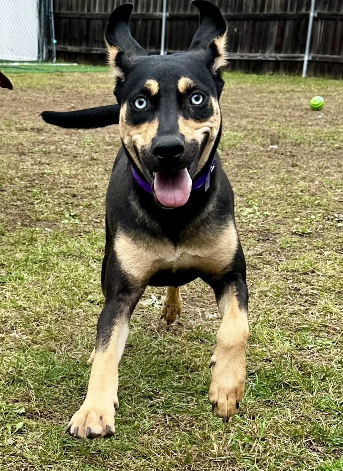 Enlarge Millie HERE IN NH, a Adopted Mixed Breed in Barrington, NH image 4/6