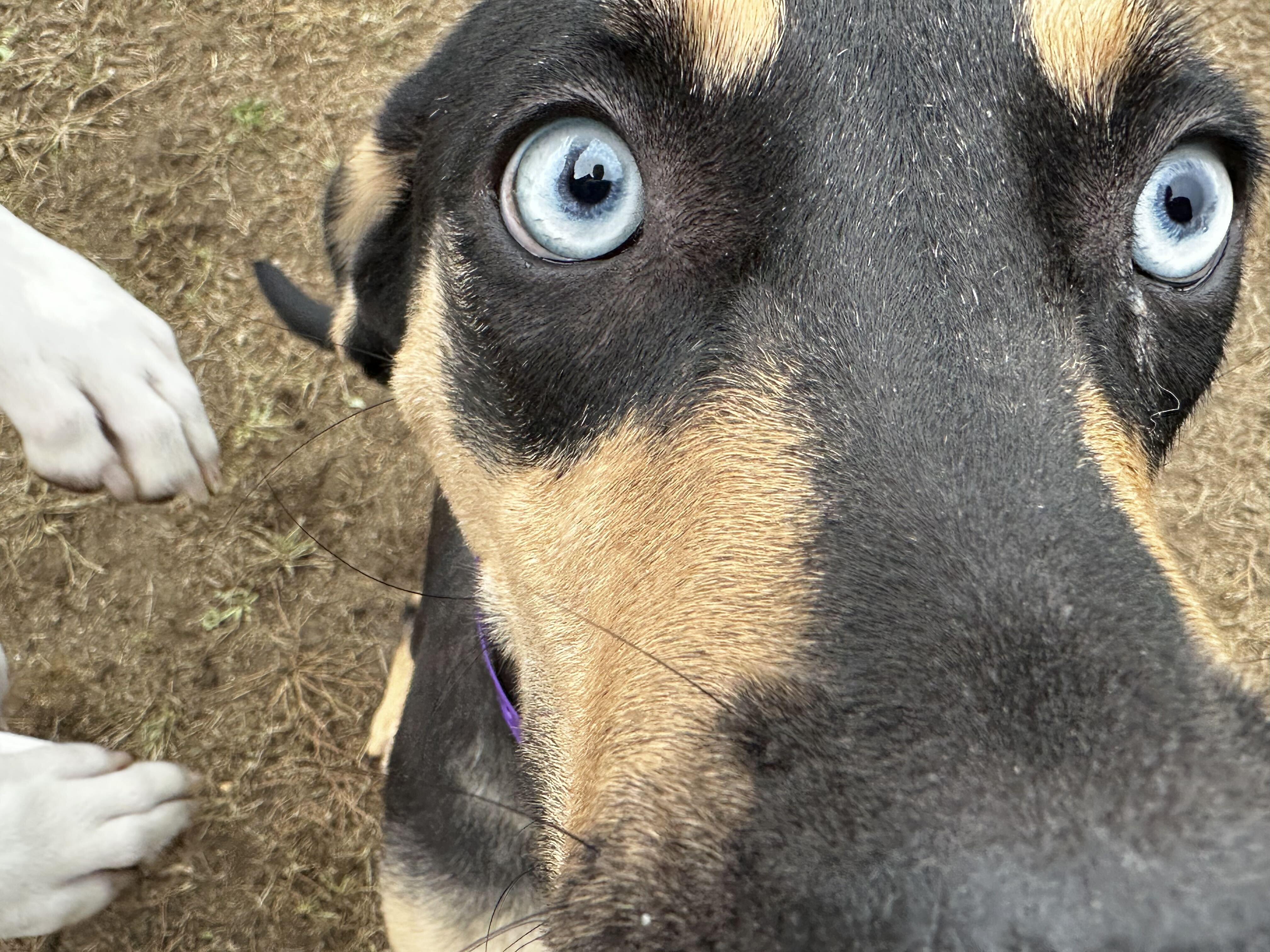 Enlarge Millie HERE IN NH, a Adopted Mixed Breed in Barrington, NH image 5/6