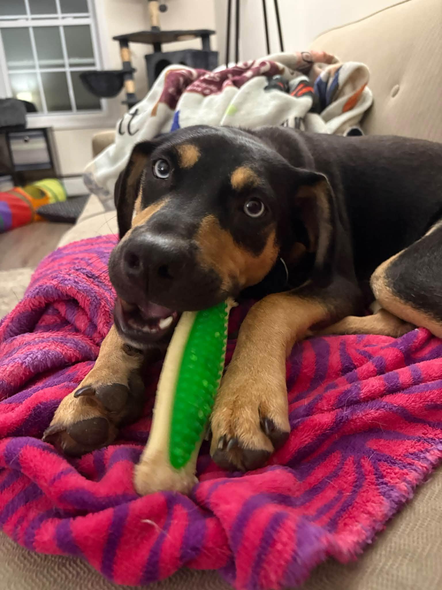 Enlarge Millie HERE IN NH, a Adopted Mixed Breed in Barrington, NH image 3/6