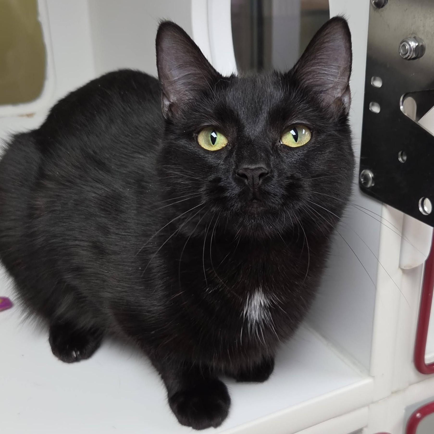 Enlarge Alecto, a ADOPTABLE Domestic Short Hair in Marshfield, WI image 5/6