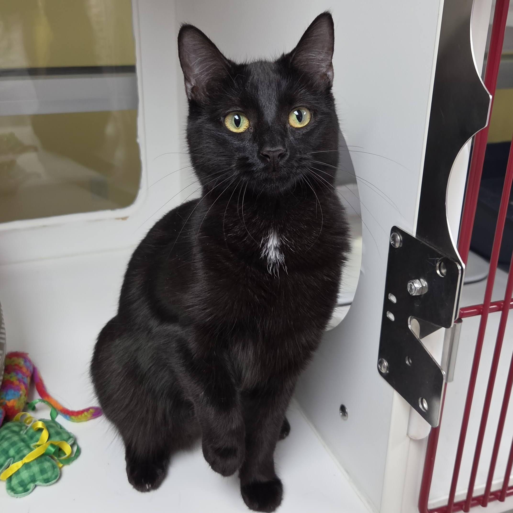 Enlarge Alecto, a ADOPTABLE Domestic Short Hair in Marshfield, WI image 3/6