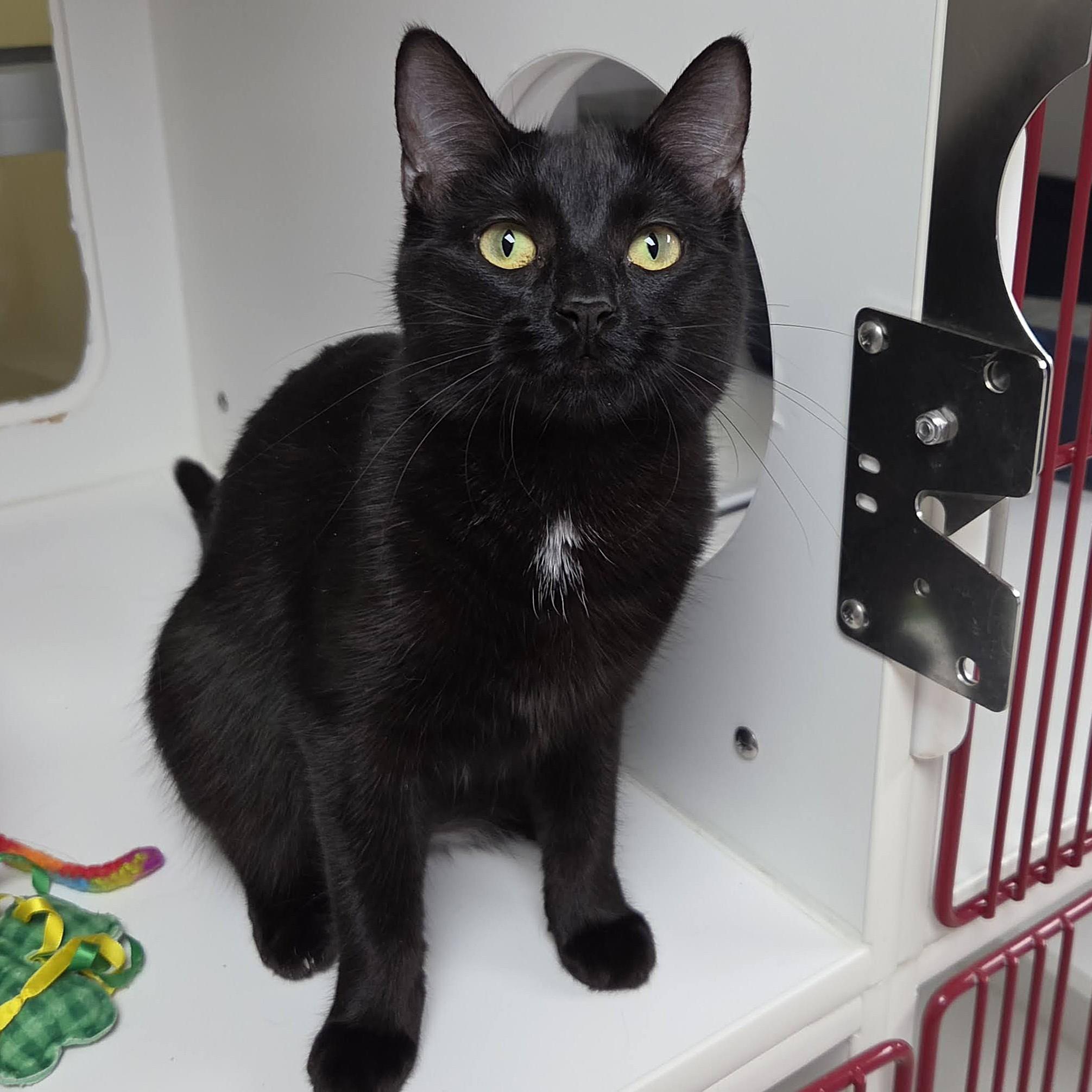 Enlarge Alecto, a ADOPTABLE Domestic Short Hair in Marshfield, WI image 4/6