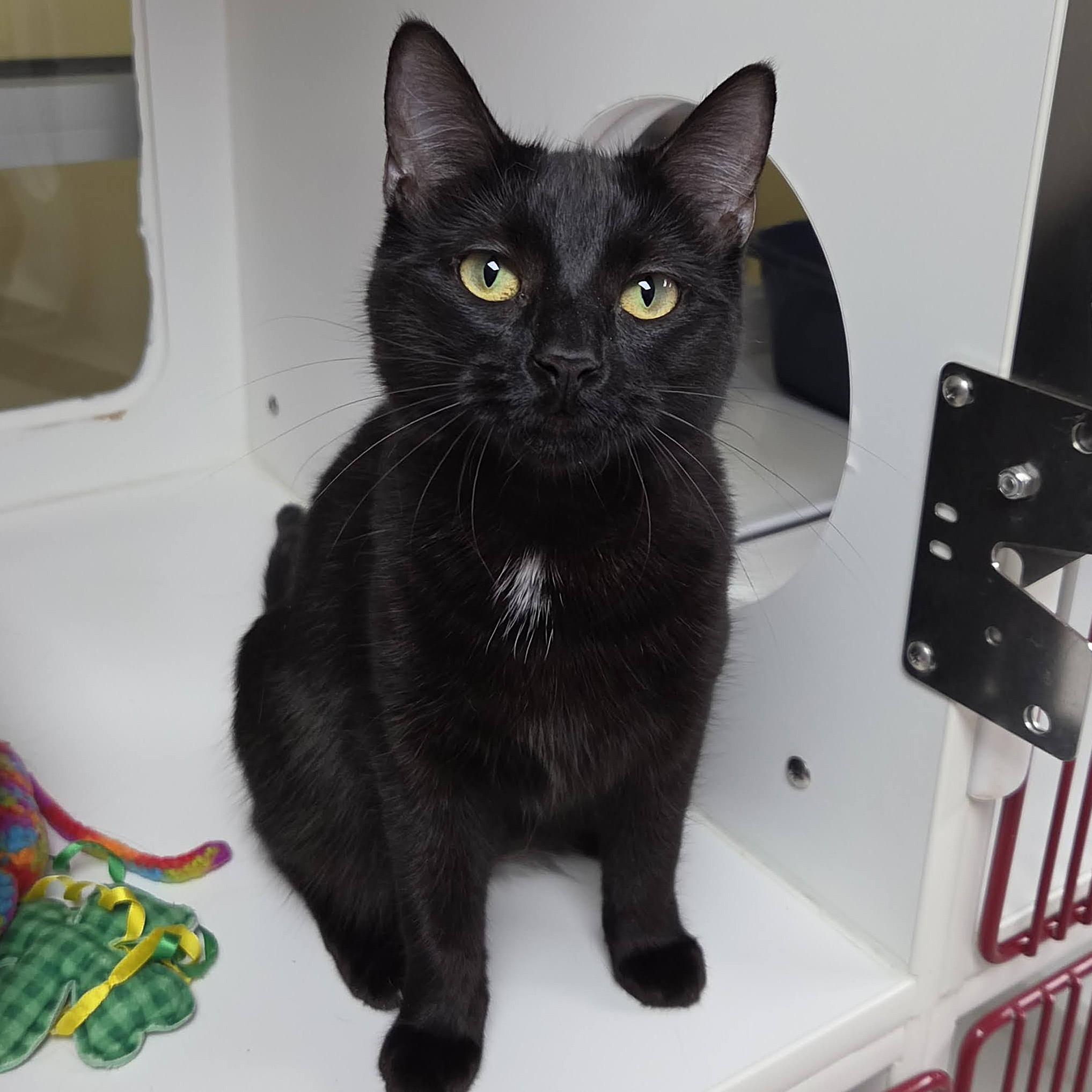 Alecto, ADOPTABLE, Young Female Domestic Short Hair.