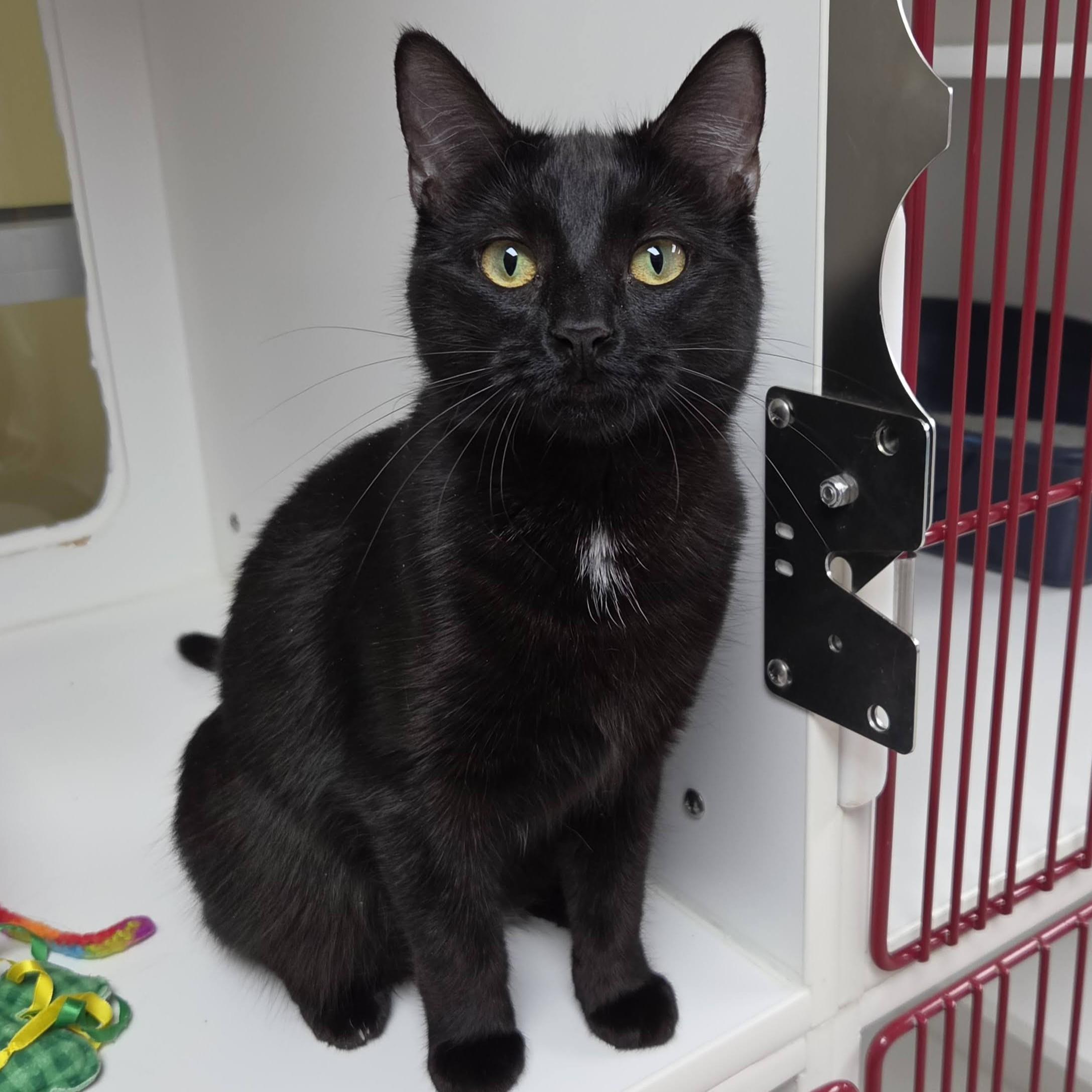 Enlarge Alecto, a ADOPTABLE Domestic Short Hair in Marshfield, WI image 2/6