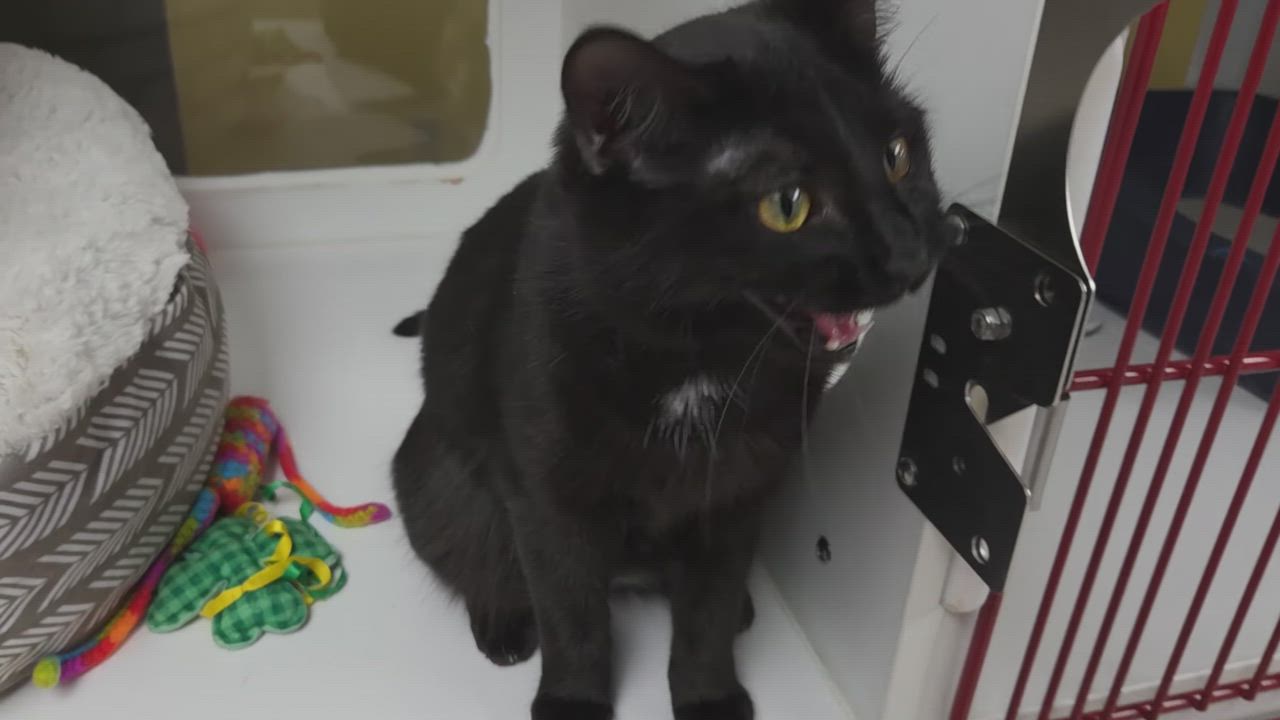 Enlarge Alecto, a ADOPTABLE Domestic Short Hair in Marshfield, WI video 6/6