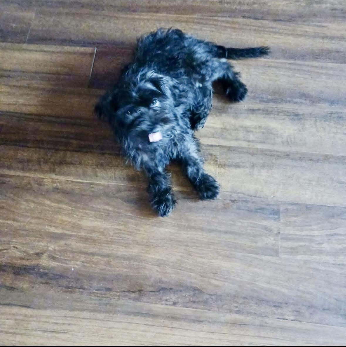 Chong, an adopted mixed breed in Rockland, MA image 1/3