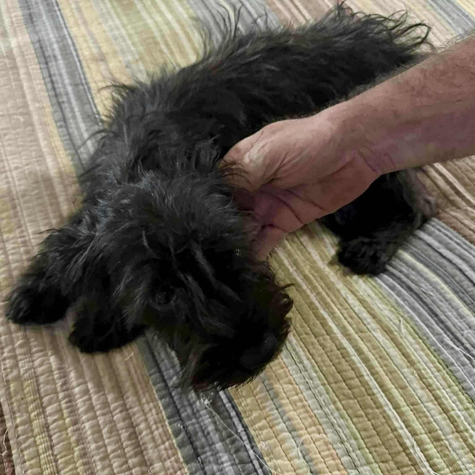 Chong, an adopted mixed breed in Rockland, MA image 2/3