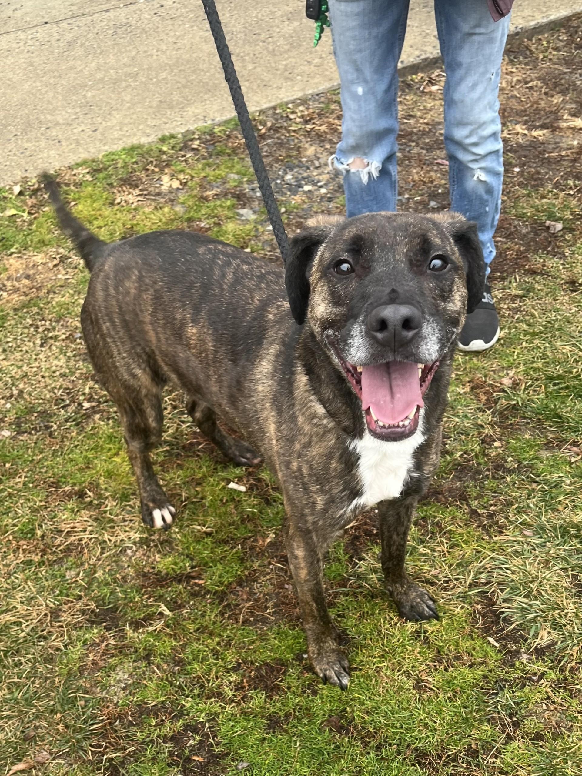 Enlarge Remi, a ADOPTABLE mixed breed in Winchester, VA image 4/4
