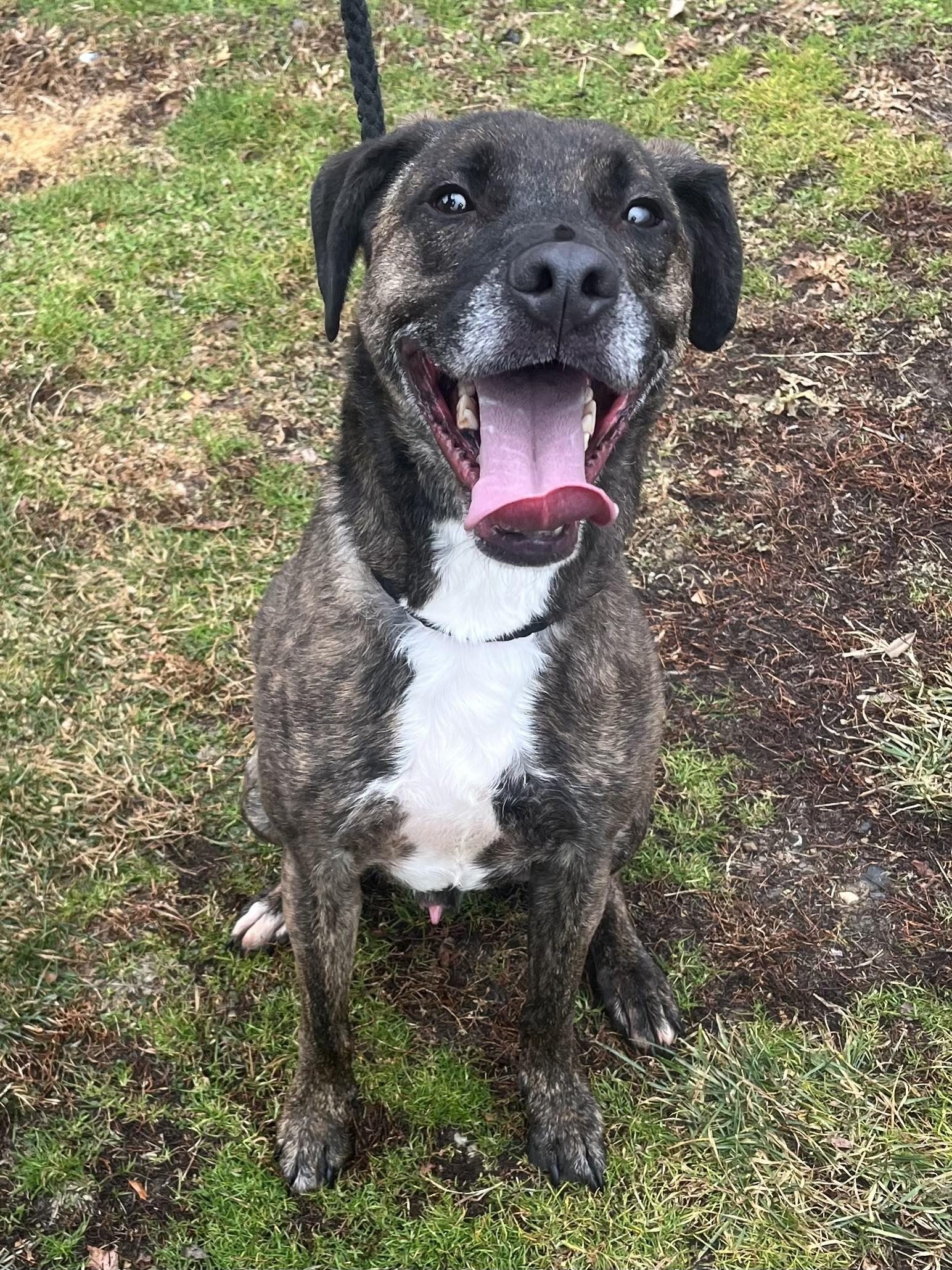Enlarge Remi, a ADOPTABLE mixed breed in Winchester, VA image 3/4