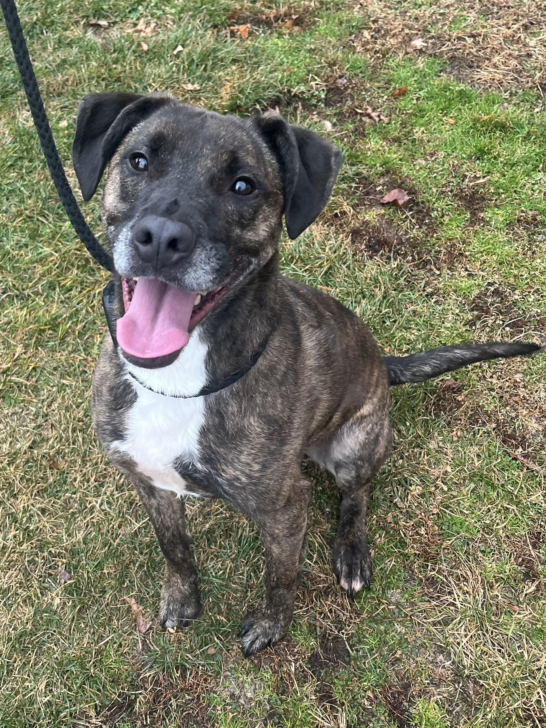 Enlarge Remi, a ADOPTABLE mixed breed in Winchester, VA image 1/4