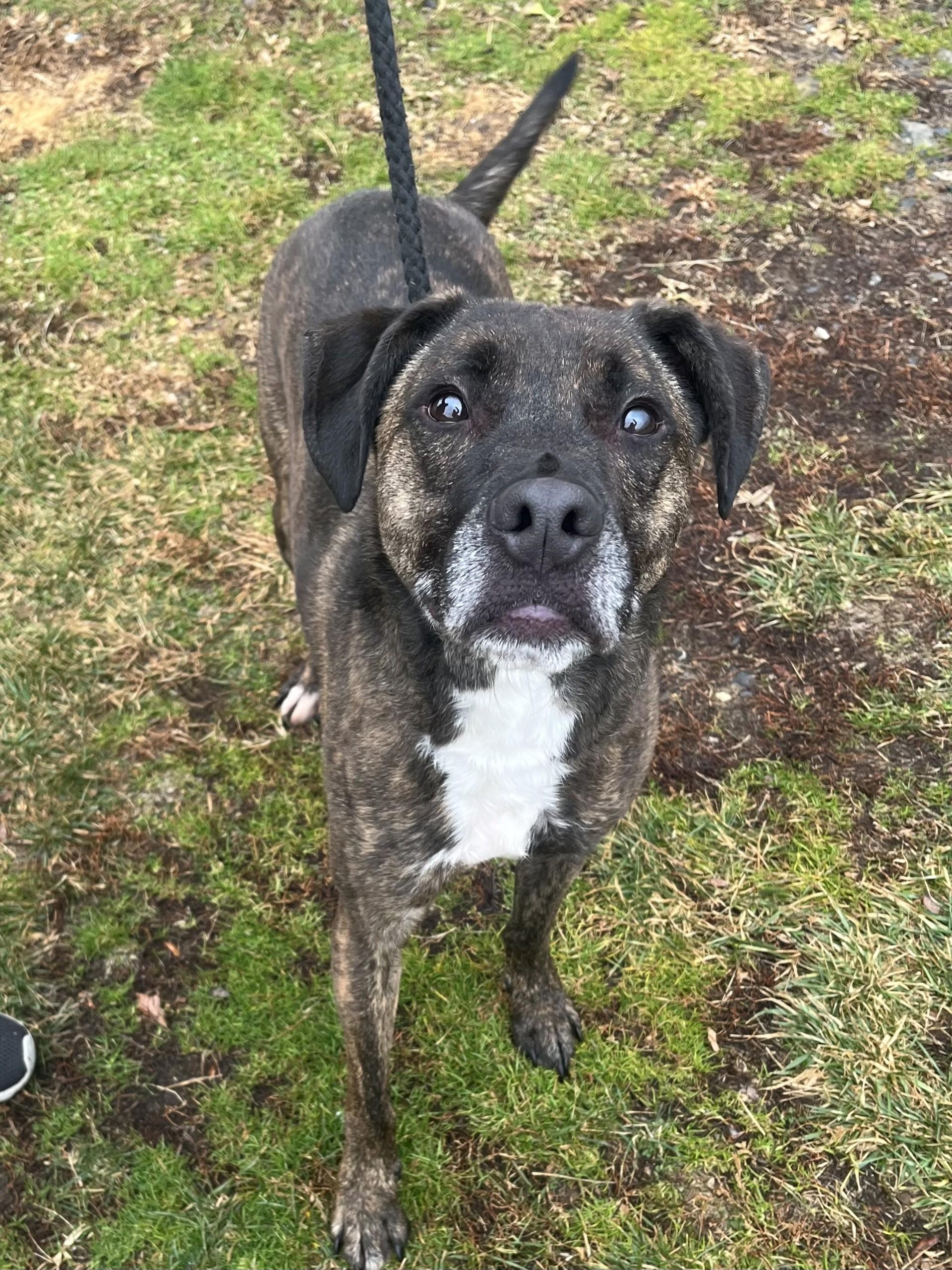 Enlarge Remi, a ADOPTABLE mixed breed in Winchester, VA image 2/4