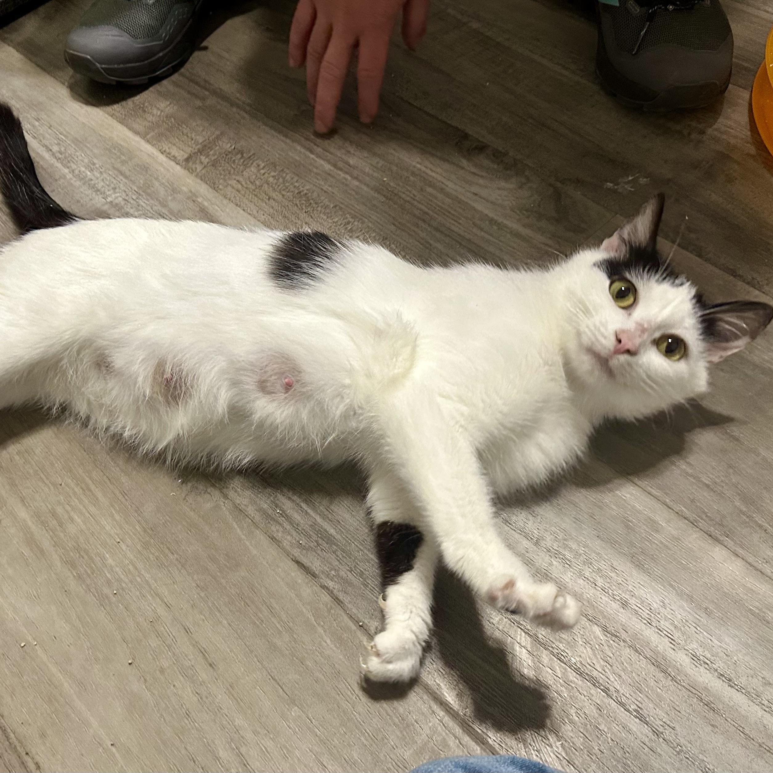 Little Debbie, Young Female Domestic Short Hair