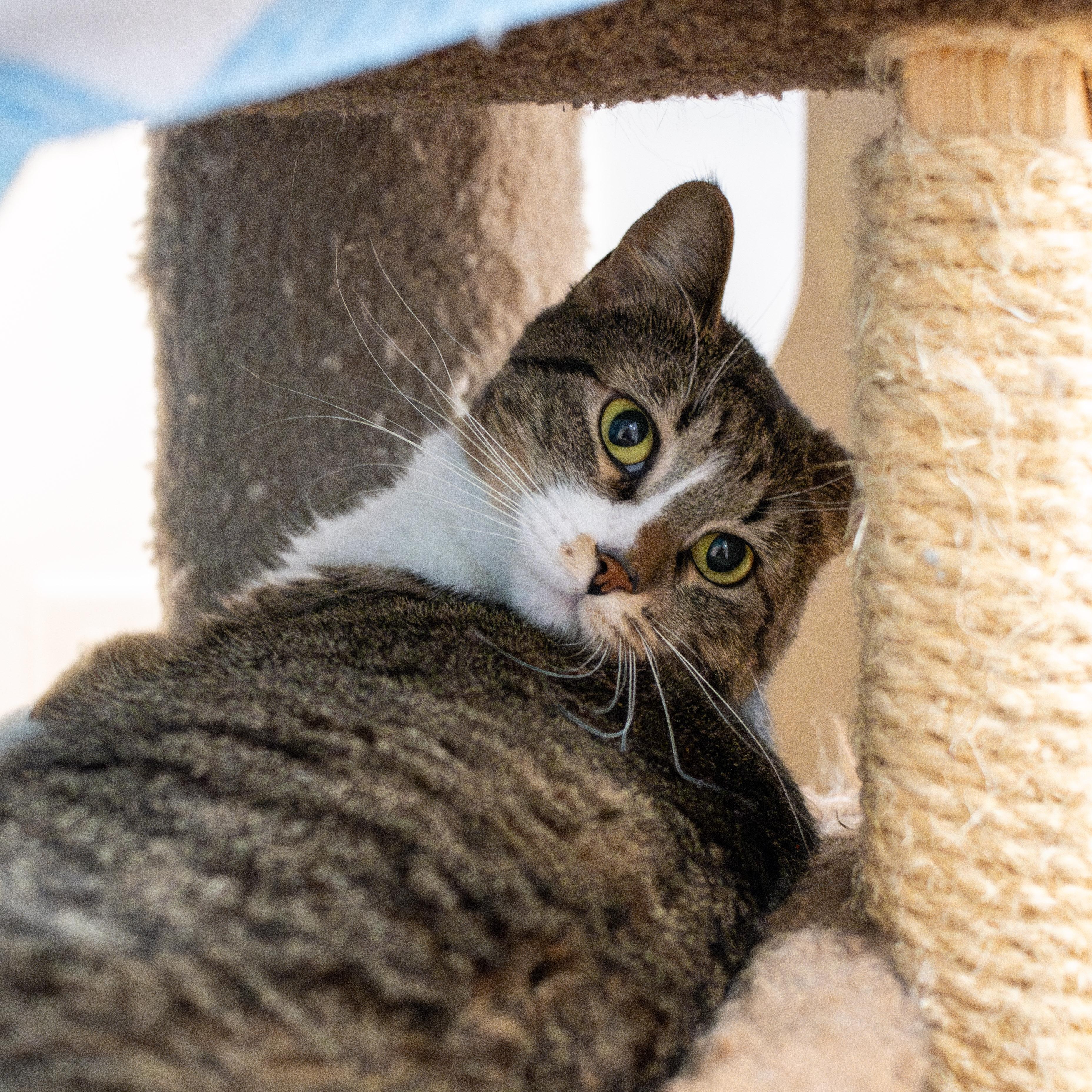 Enlarge Nan *, a Adoptable mixed breed in Douglas, MI image 10/11