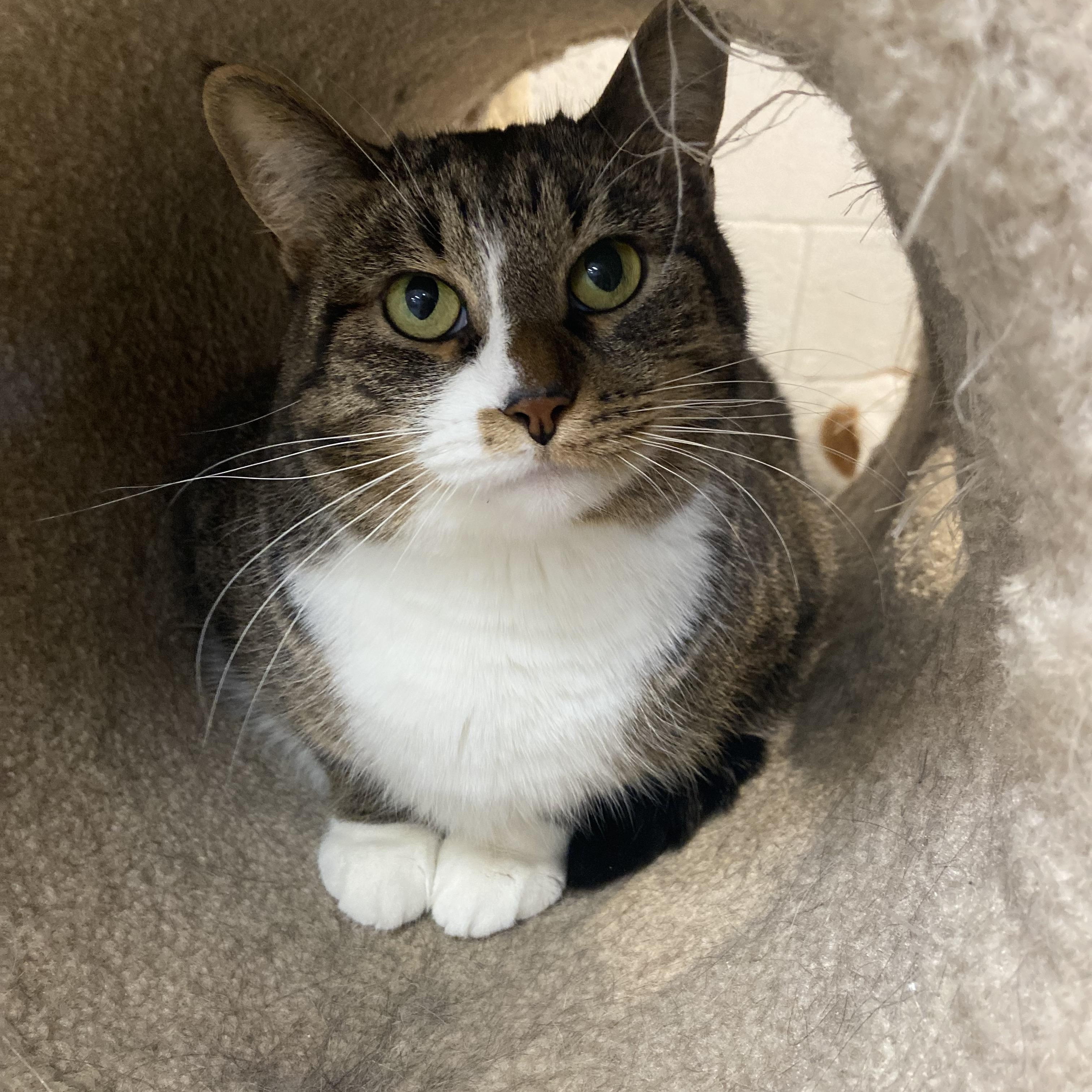 Enlarge Nan *, a Adoptable mixed breed in Douglas, MI image 1/11