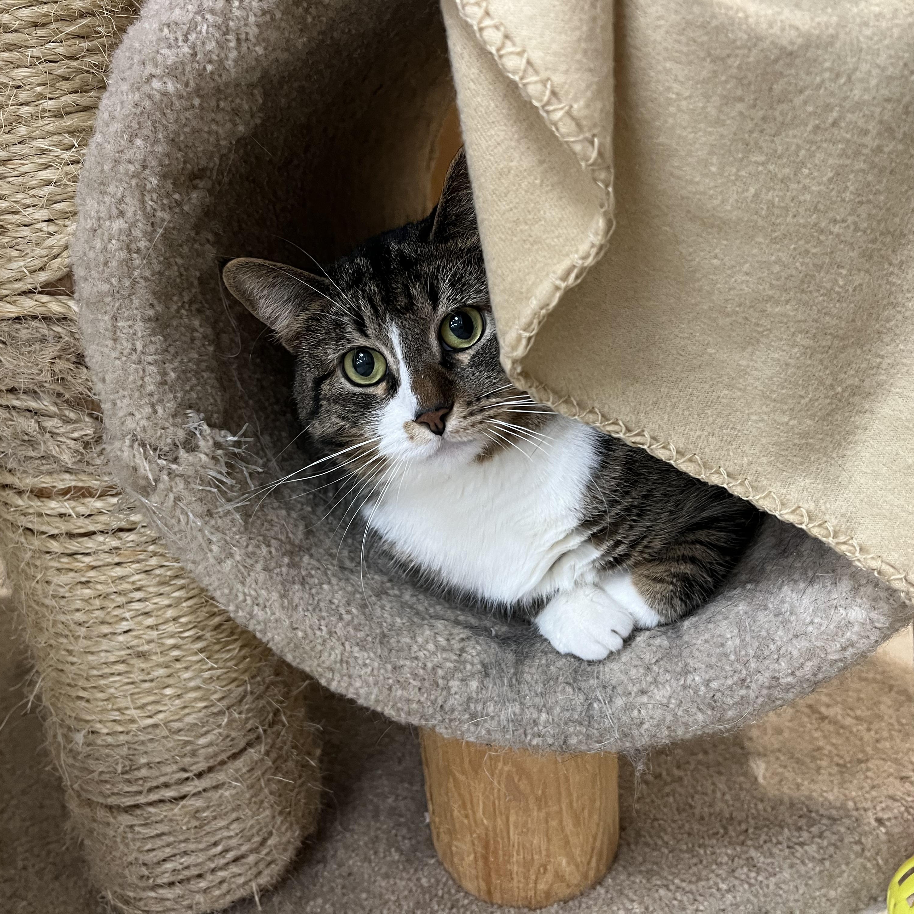 Enlarge Nan *, a Adoptable mixed breed in Douglas, MI image 11/11