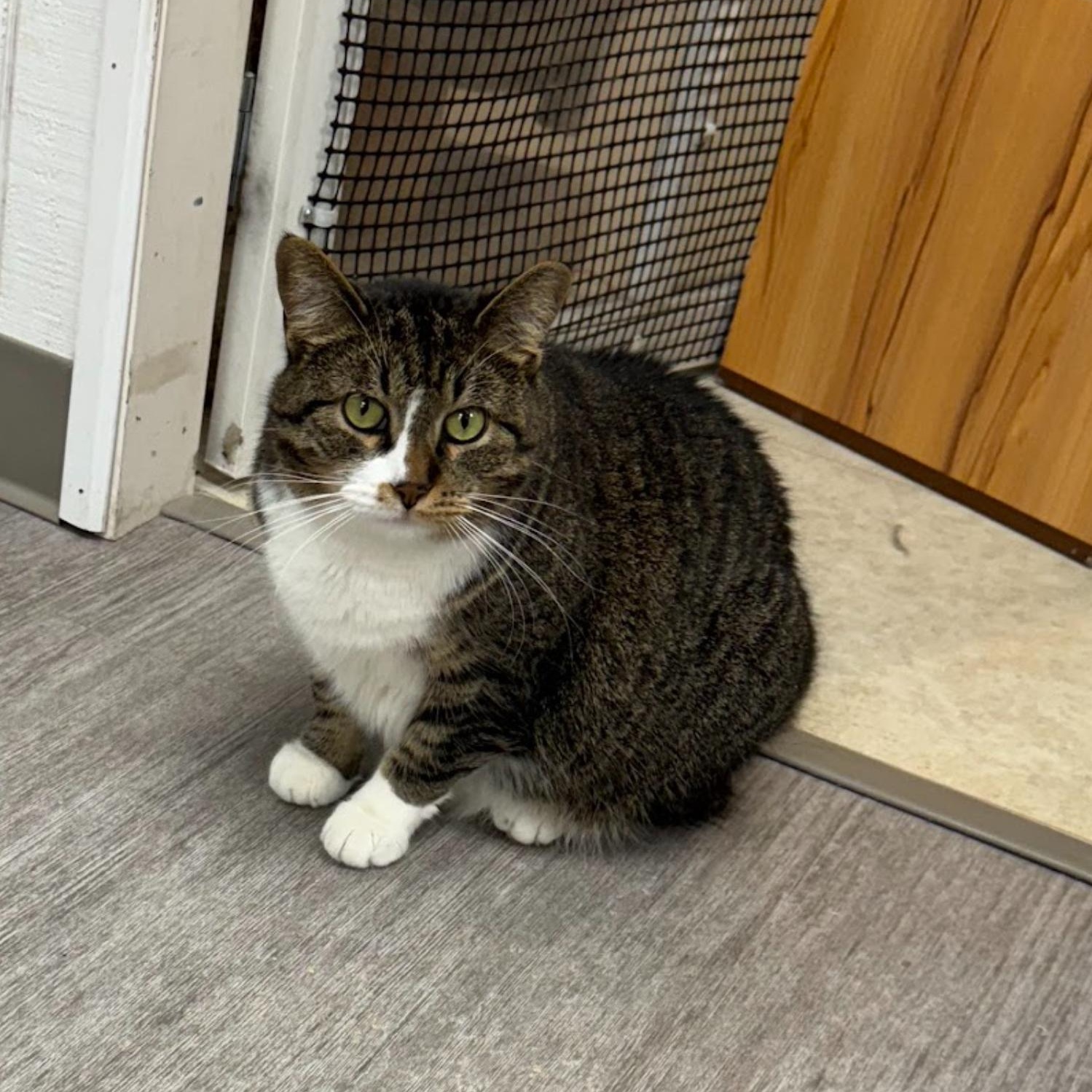 Enlarge Nan *, a Adoptable mixed breed in Douglas, MI image 7/11