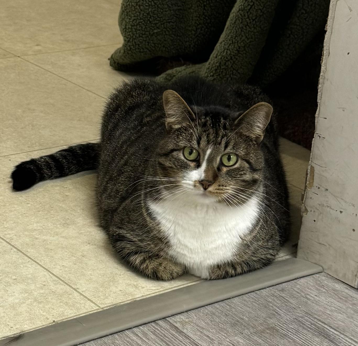 Enlarge Nan *, a Adoptable mixed breed in Douglas, MI image 8/11