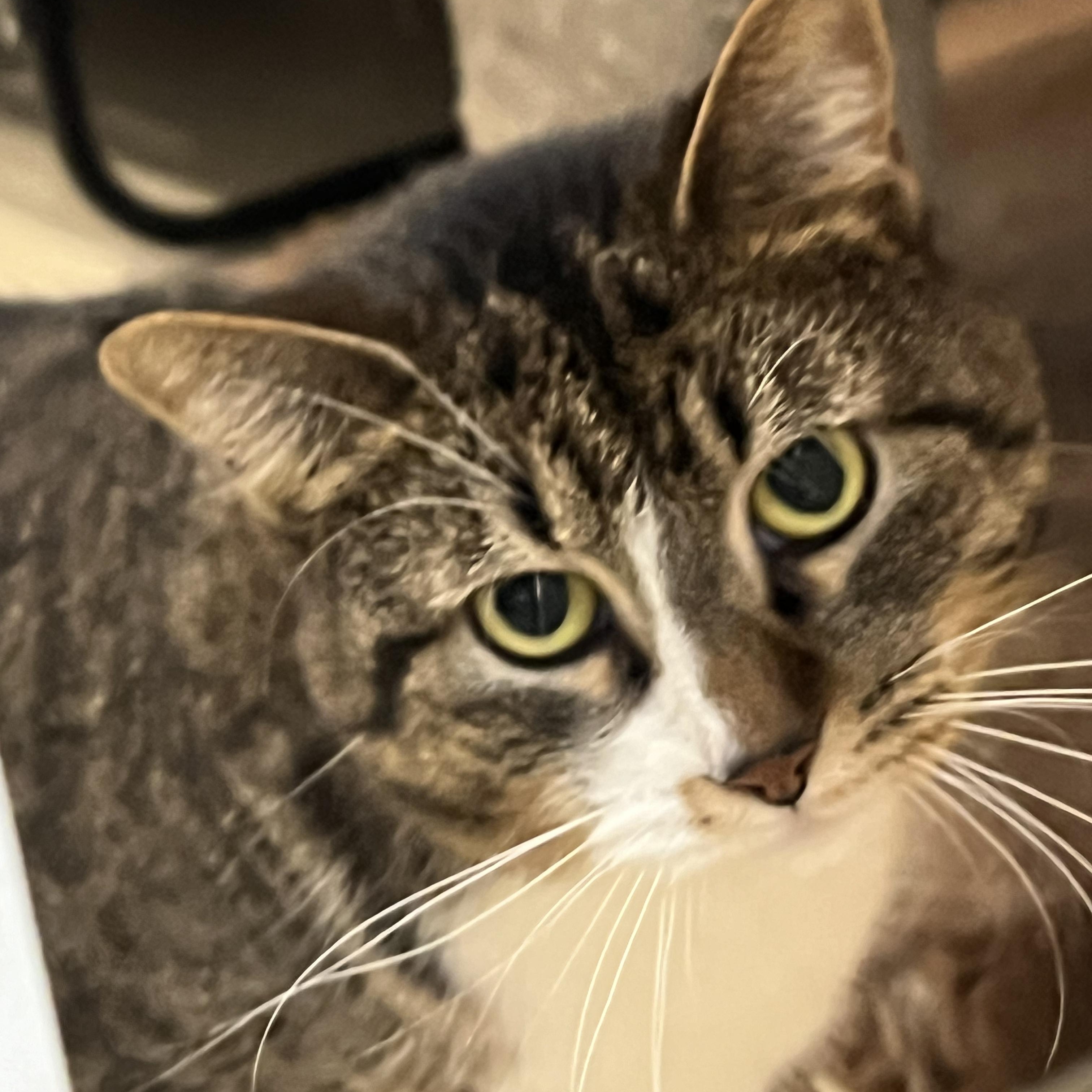 Enlarge Nan *, a Adoptable mixed breed in Douglas, MI image 9/11