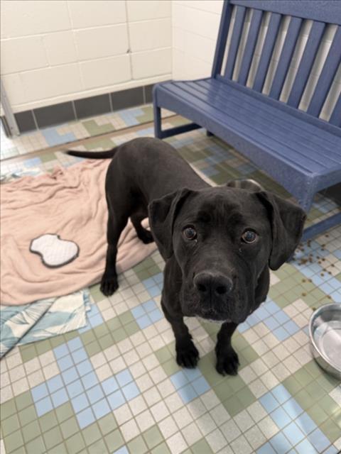 PHOOT, Adoptable, Senior Female Boerboel.