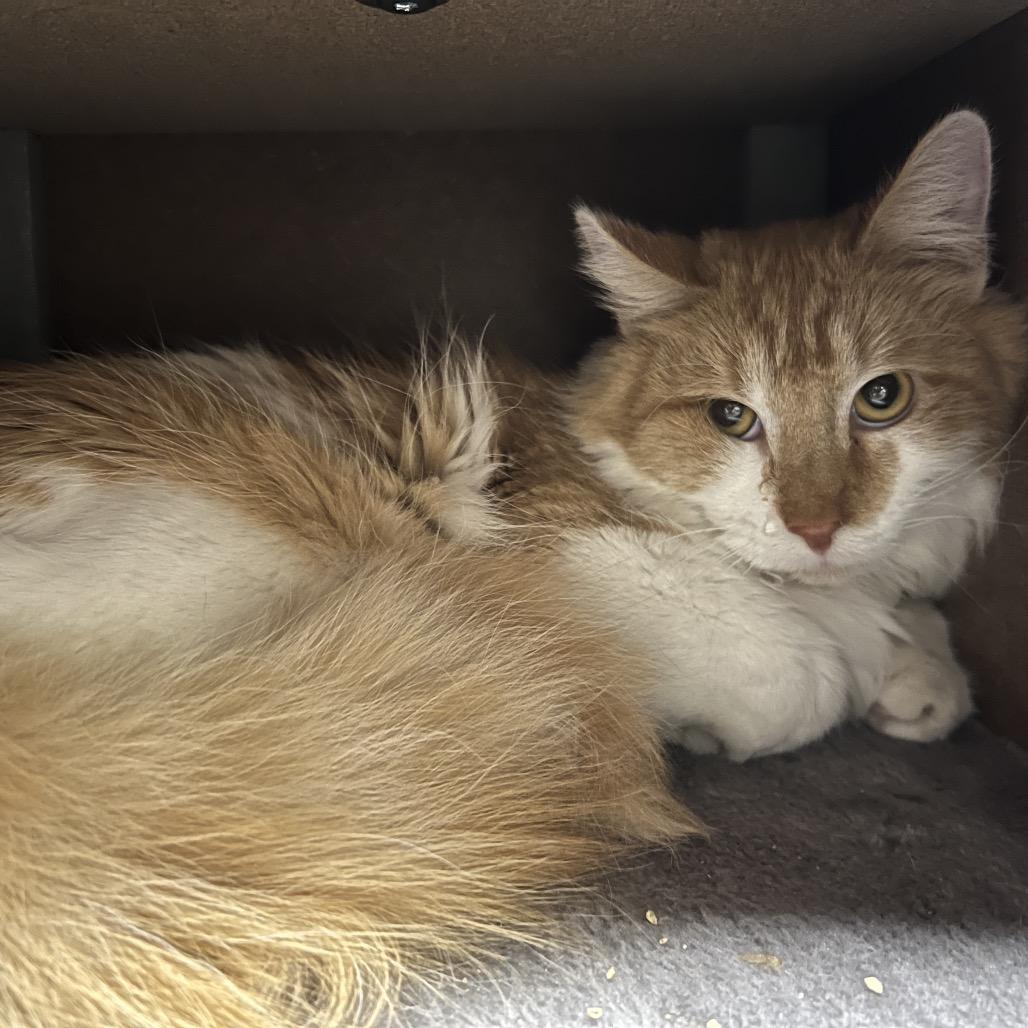 Enlarge Chile Palmer, a Adoptable Domestic Medium Hair in Las Vegas, NV image 2/2