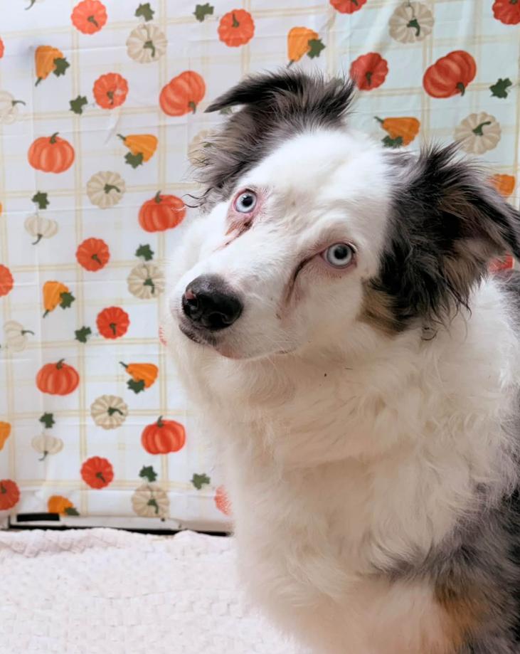 Blaze, Adoptable, Adult Female Australian Shepherd.