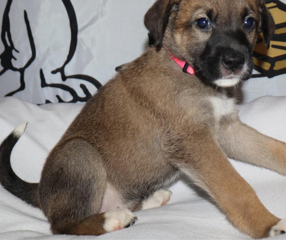 Claudia, Adopted, Puppy Female German Shepherd Dog.