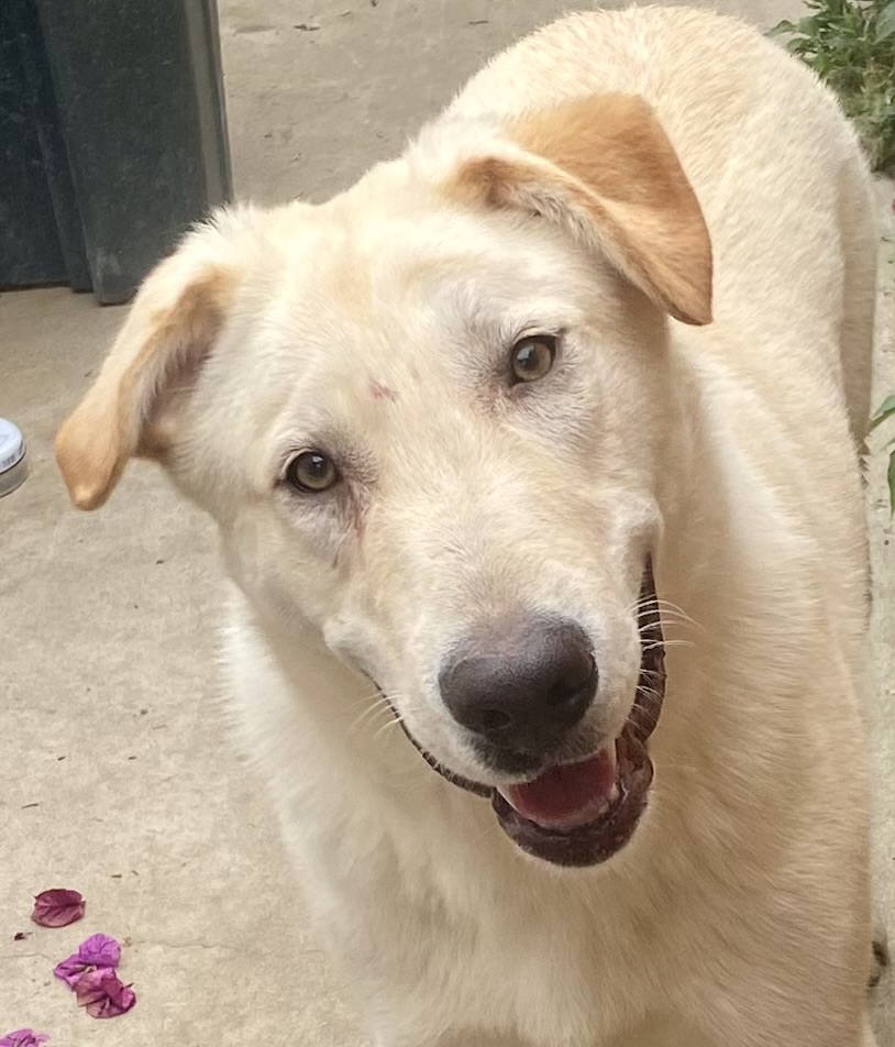 Laddie, Young Male Labrador Retriever