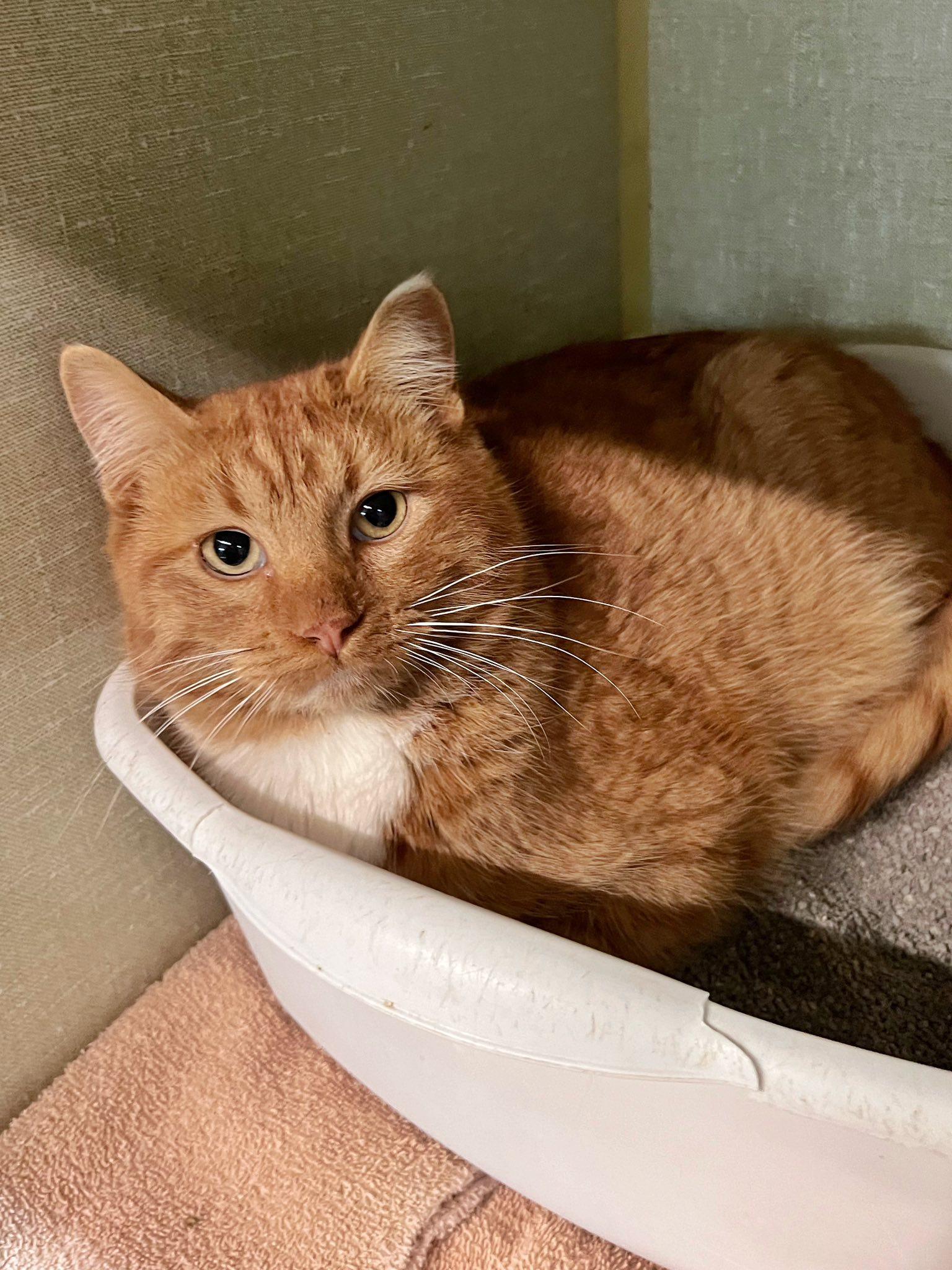 Berlioz, ADOPTABLE, Adult Male Domestic Short Hair.