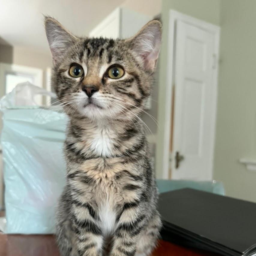 Poppy 2026, Adoptable, Kitten Female Tabby & Domestic Short Hair.