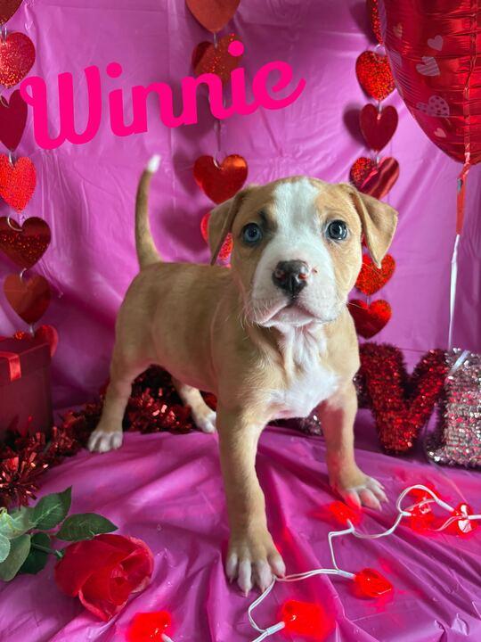 Winnie, adopted, Puppy Female American Bully.