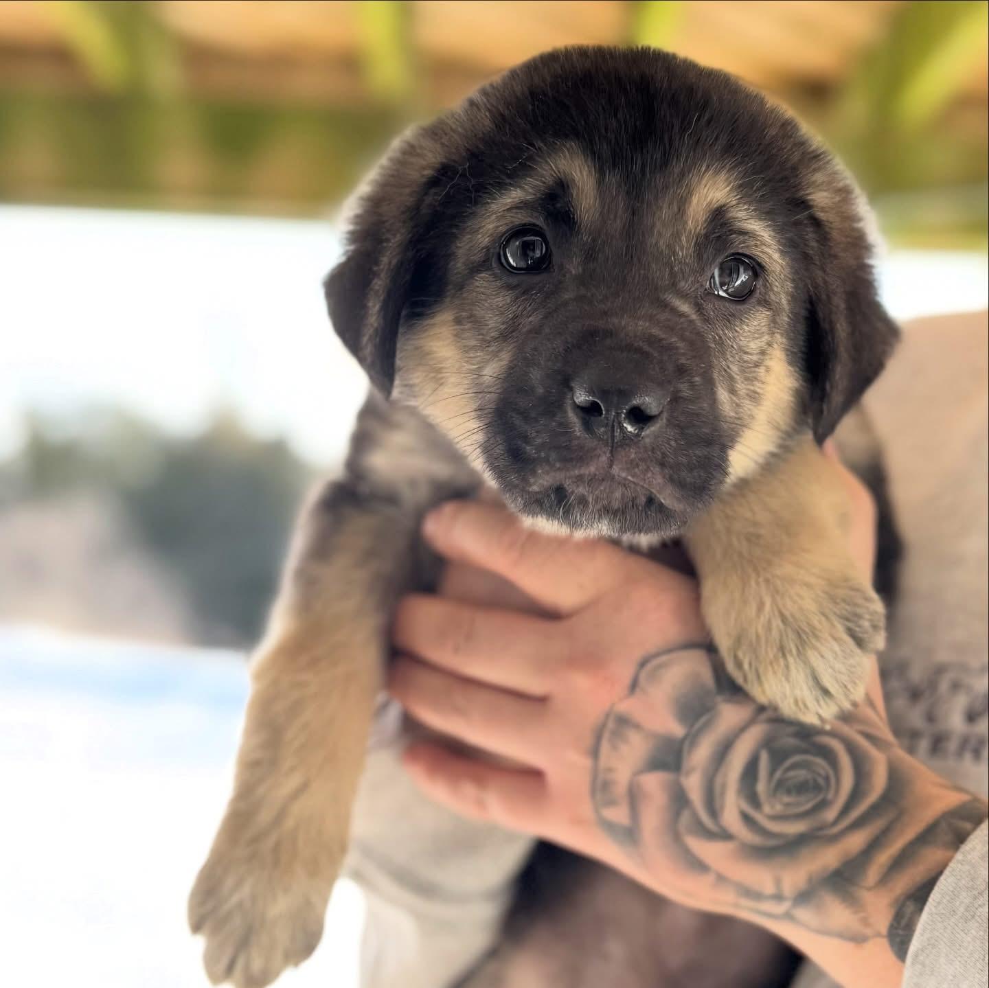 Enlarge Daisy, a ADOPTABLE mixed breed in Newmarket, ON image 4/6