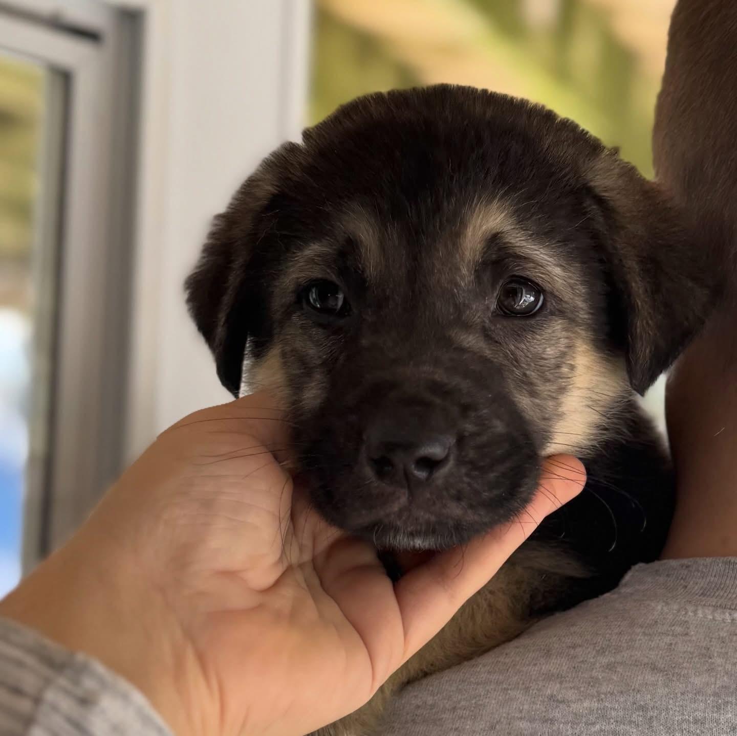 Daisy, ADOPTABLE, Puppy Female German Shepherd Dog & Husky.