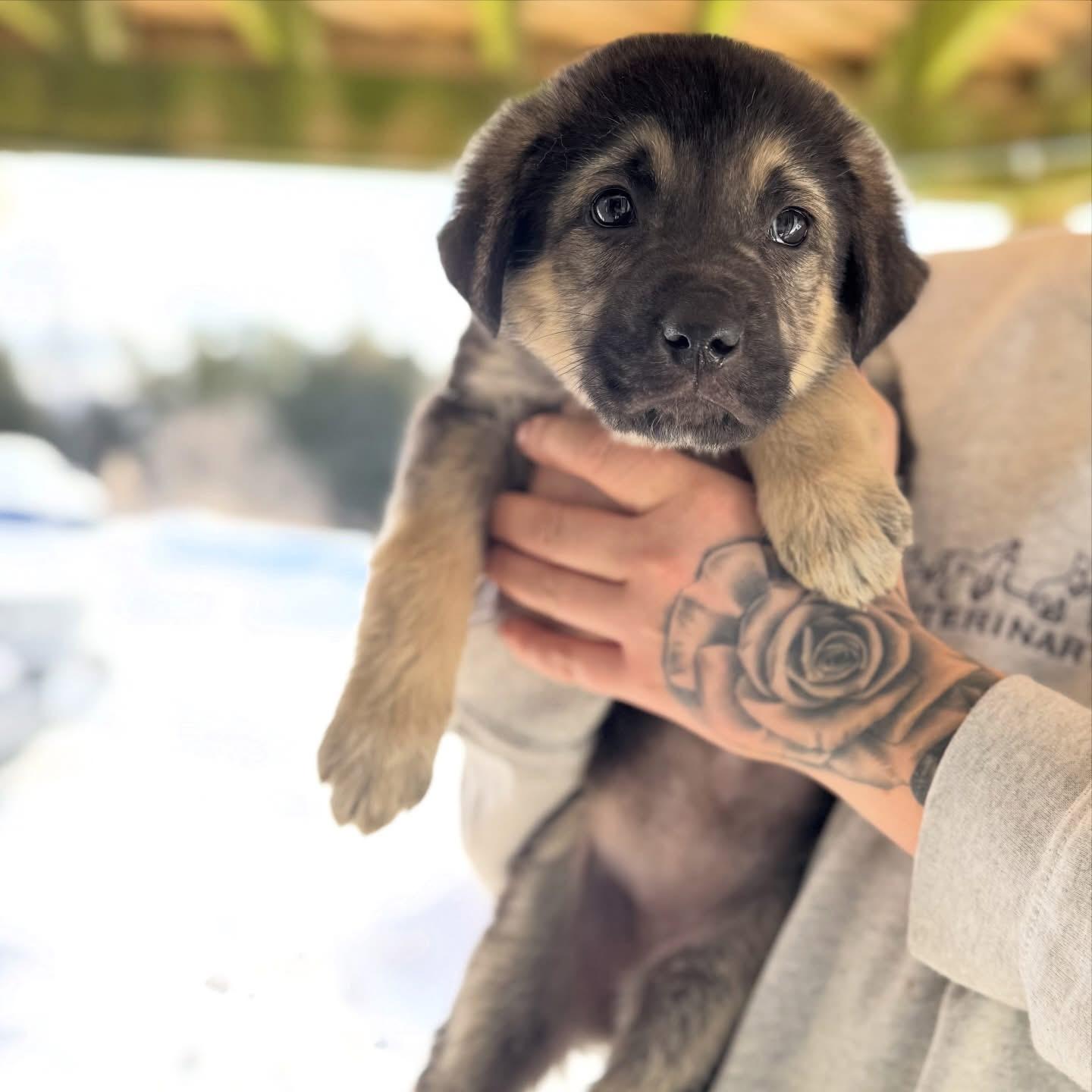 Enlarge Daisy, a ADOPTABLE mixed breed in Newmarket, ON image 3/6