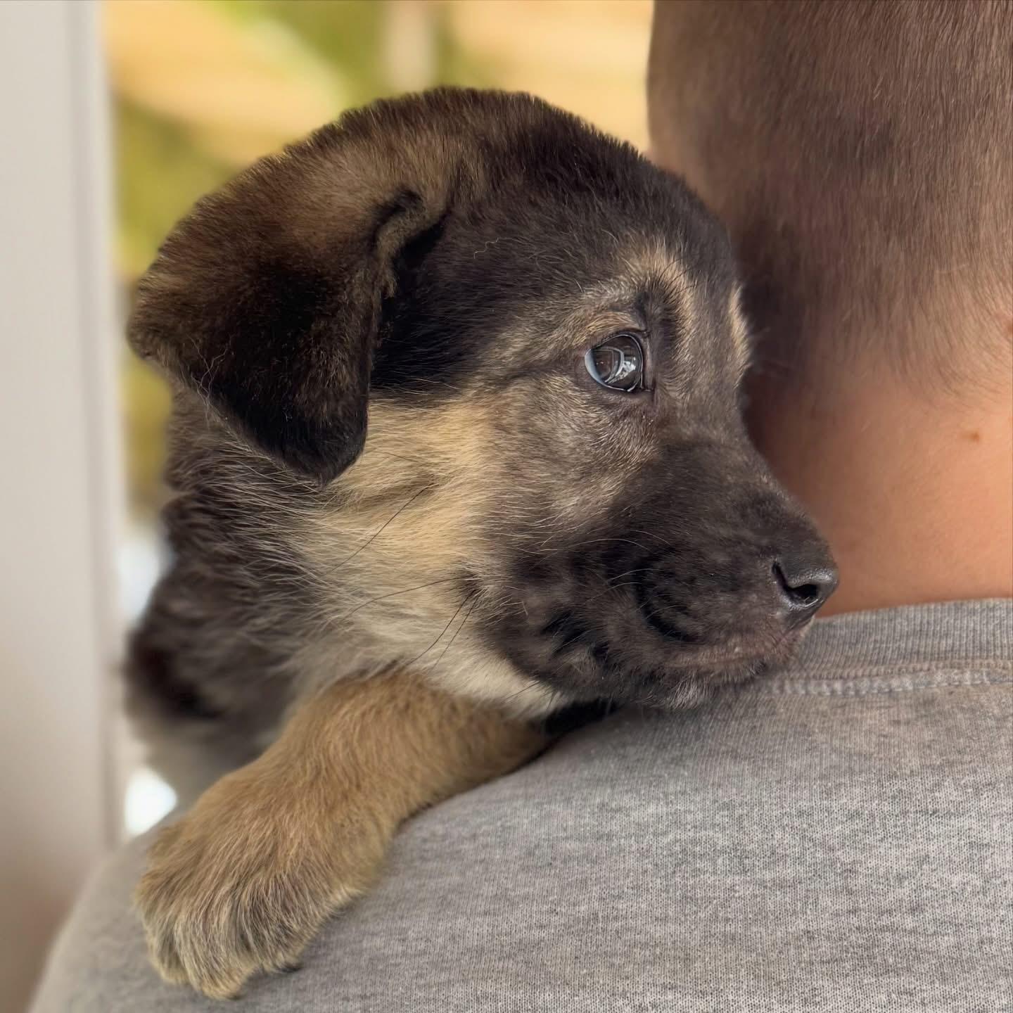 Enlarge Daisy, a ADOPTABLE mixed breed in Newmarket, ON image 2/6