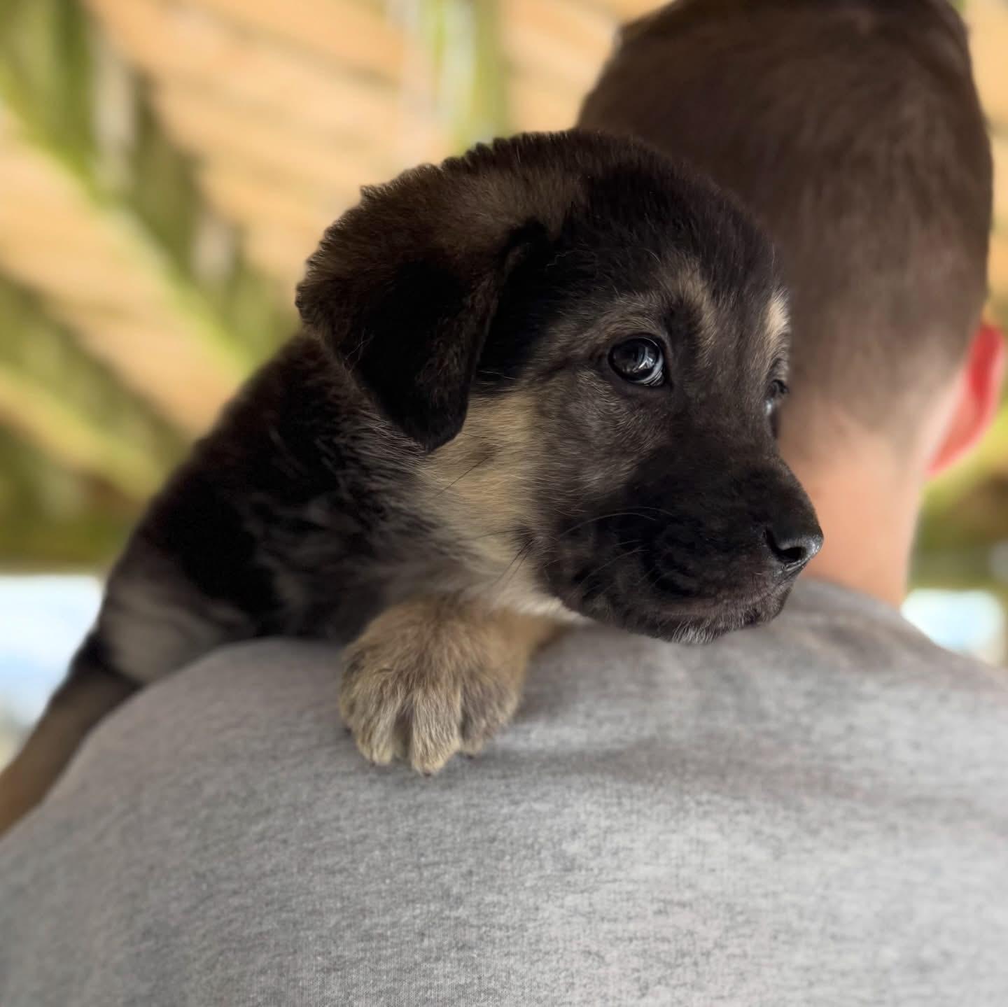 Enlarge Daisy, a ADOPTABLE mixed breed in Newmarket, ON image 6/6