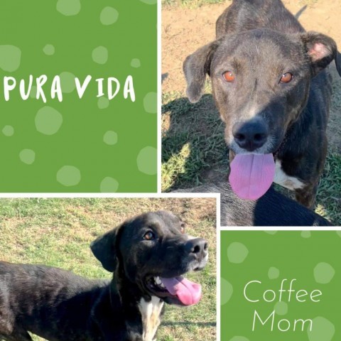 Pura Vida, an adoptable Plott Hound, Mixed Breed in Hackett, AR, 72937 | Photo Image 3