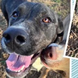 Pura Vida, an adoptable Plott Hound, Mixed Breed in Hackett, AR, 72937 | Photo Image 1
