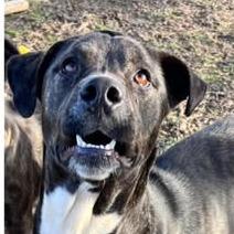 Pura Vida, an adoptable Plott Hound, Mixed Breed in Hackett, AR, 72937 | Photo Image 5