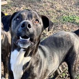 Pura Vida, an adoptable Plott Hound, Mixed Breed in Hackett, AR, 72937 | Photo Image 7