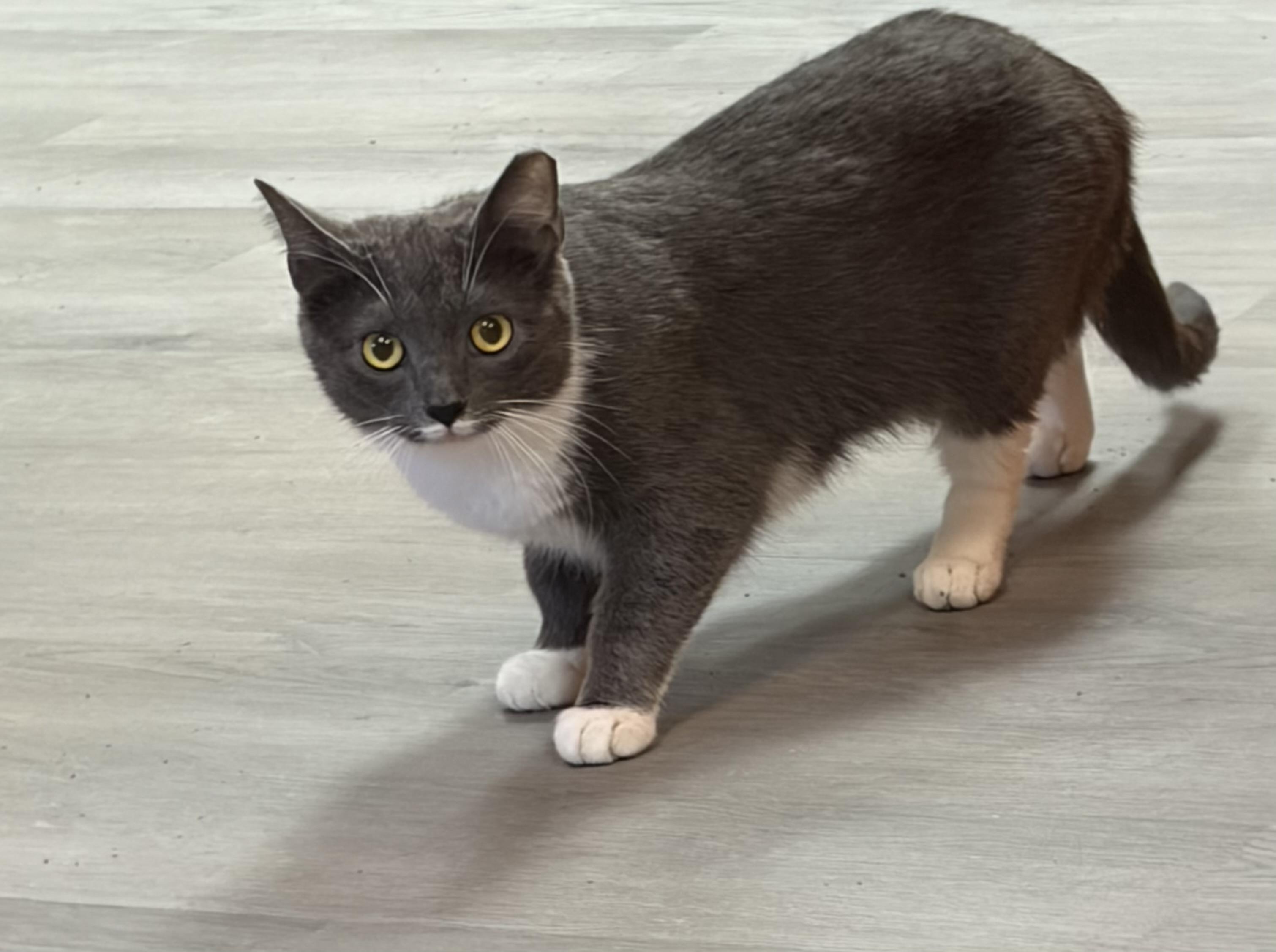 Enlarge Sugar, a ADOPTABLE Domestic Short Hair in Muncie, IN image 4/5