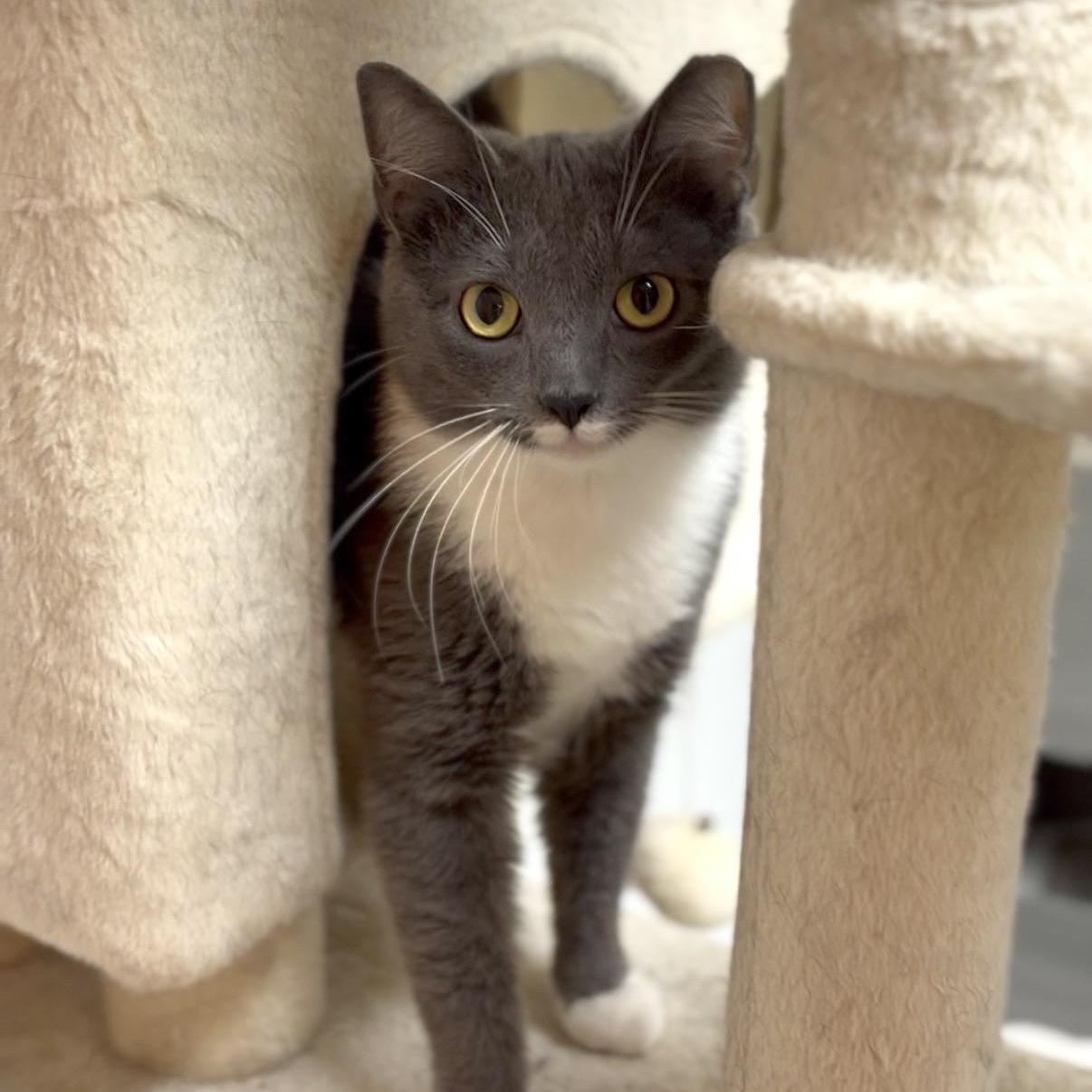 Sugar, ADOPTABLE, Young Female Domestic Short Hair.
