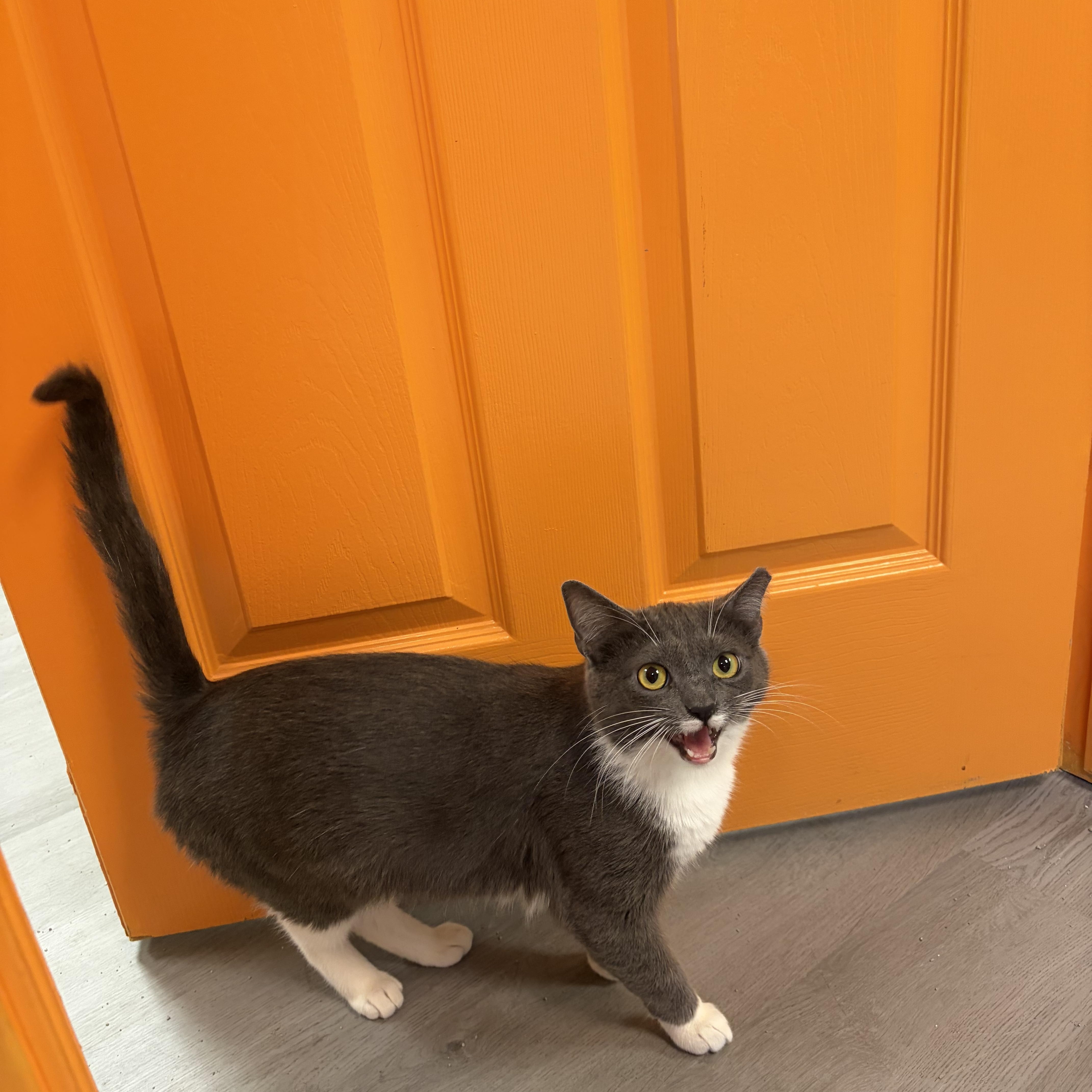 Enlarge Sugar, a ADOPTABLE Domestic Short Hair in Muncie, IN image 3/5