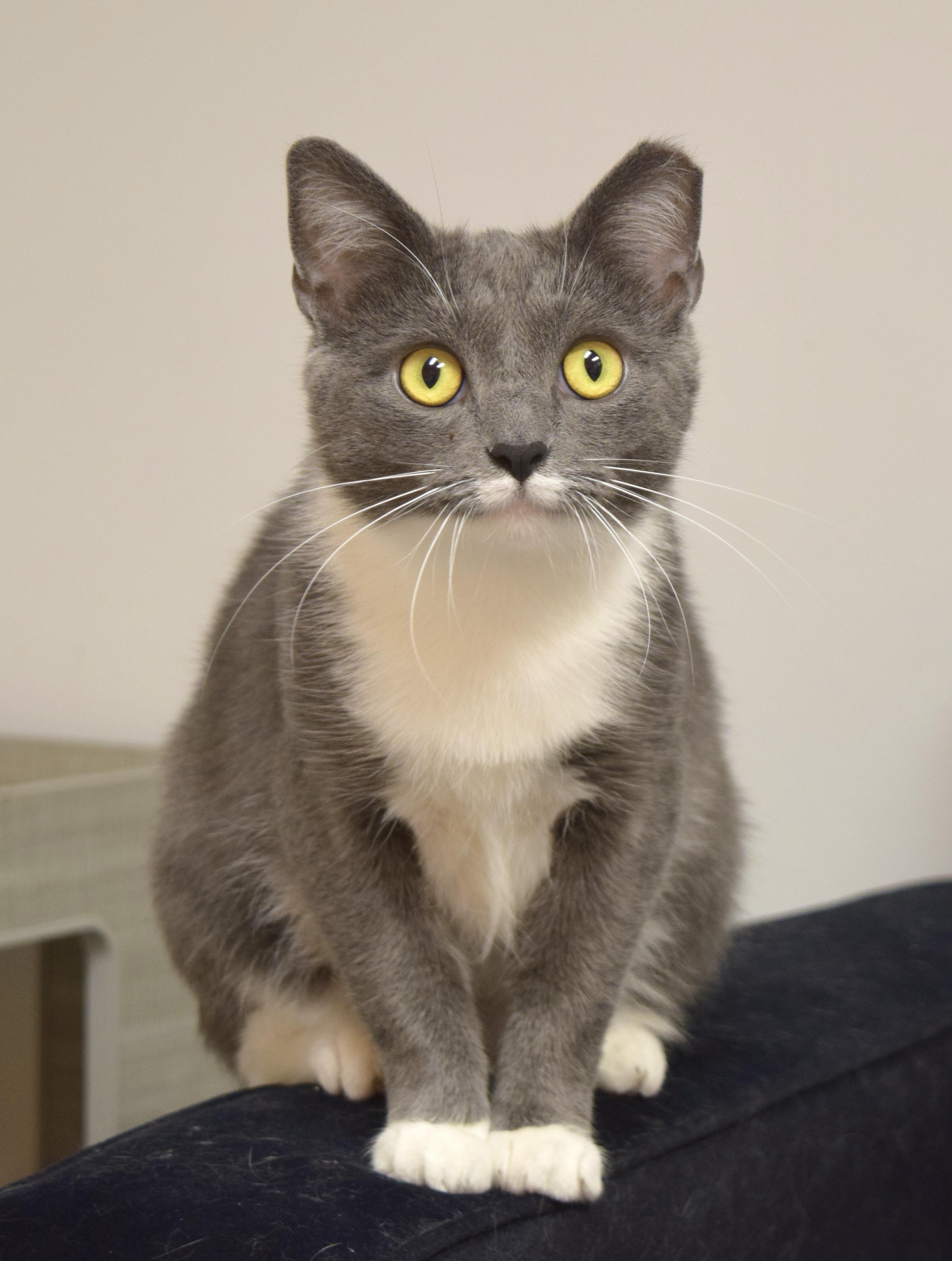 Enlarge Sugar, a Adoptable Domestic Short Hair in Muncie, IN image 1/5