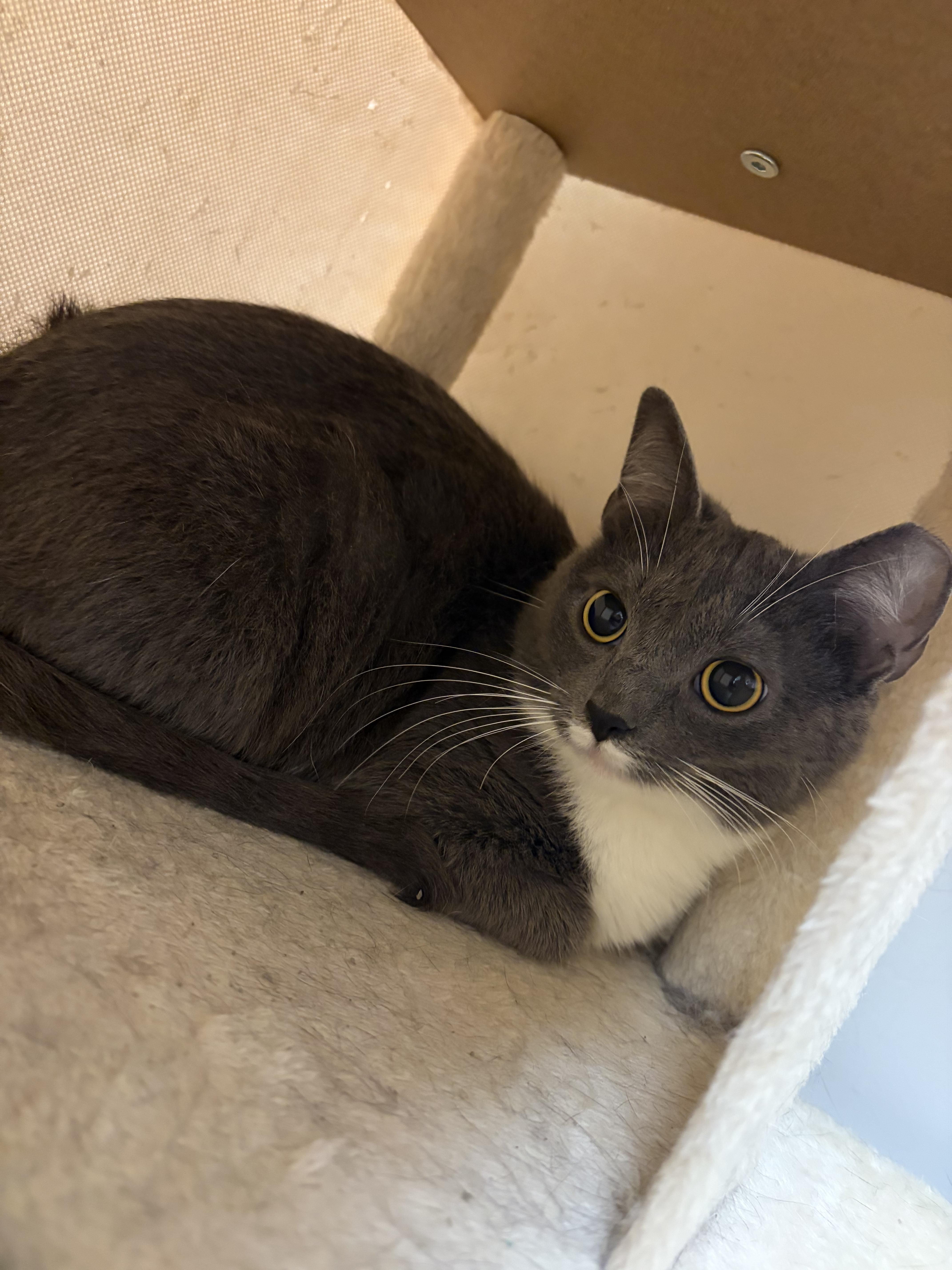Enlarge Sugar, a Adoptable Domestic Short Hair in Muncie, IN image 5/5