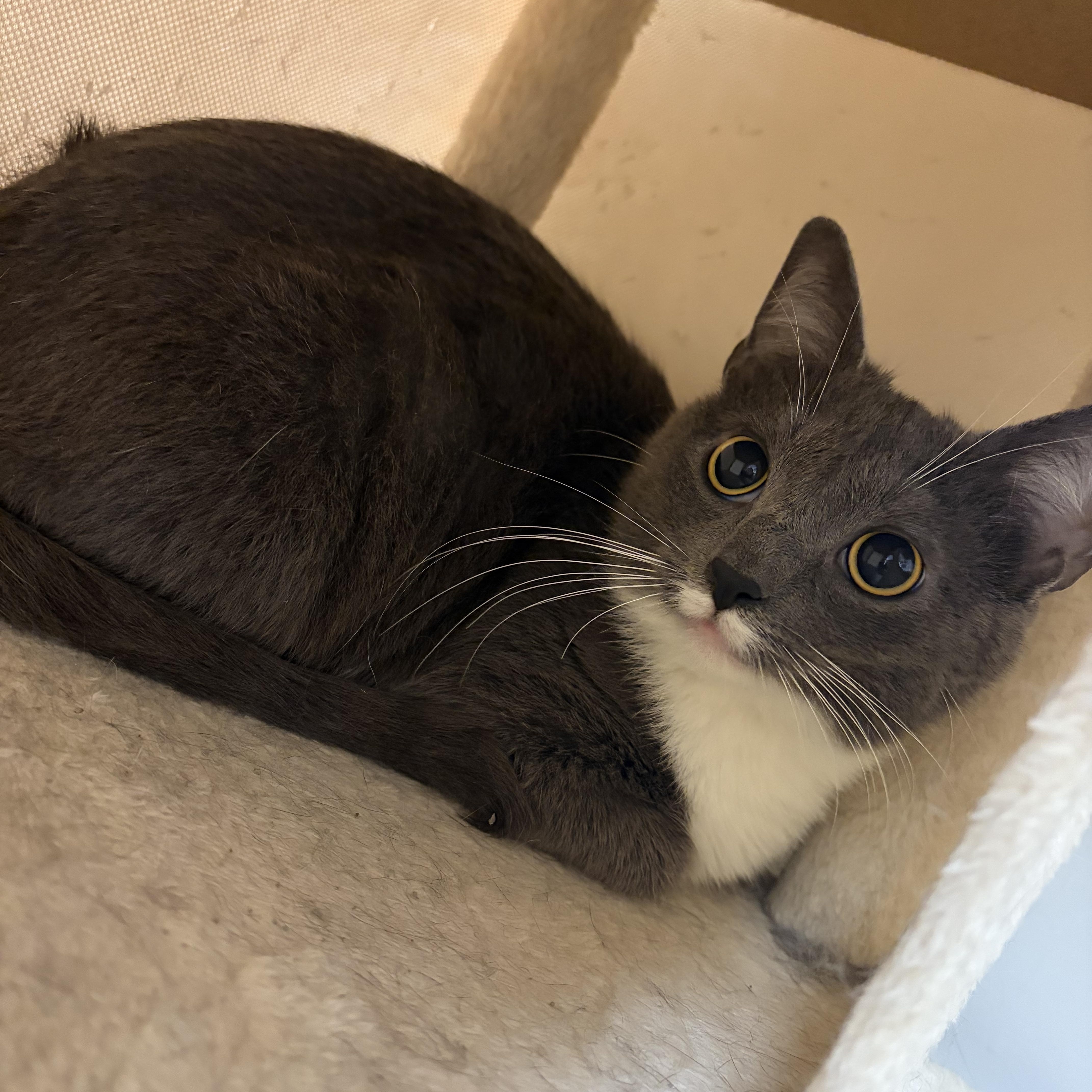 Enlarge Sugar, a ADOPTABLE Domestic Short Hair in Muncie, IN image 5/5