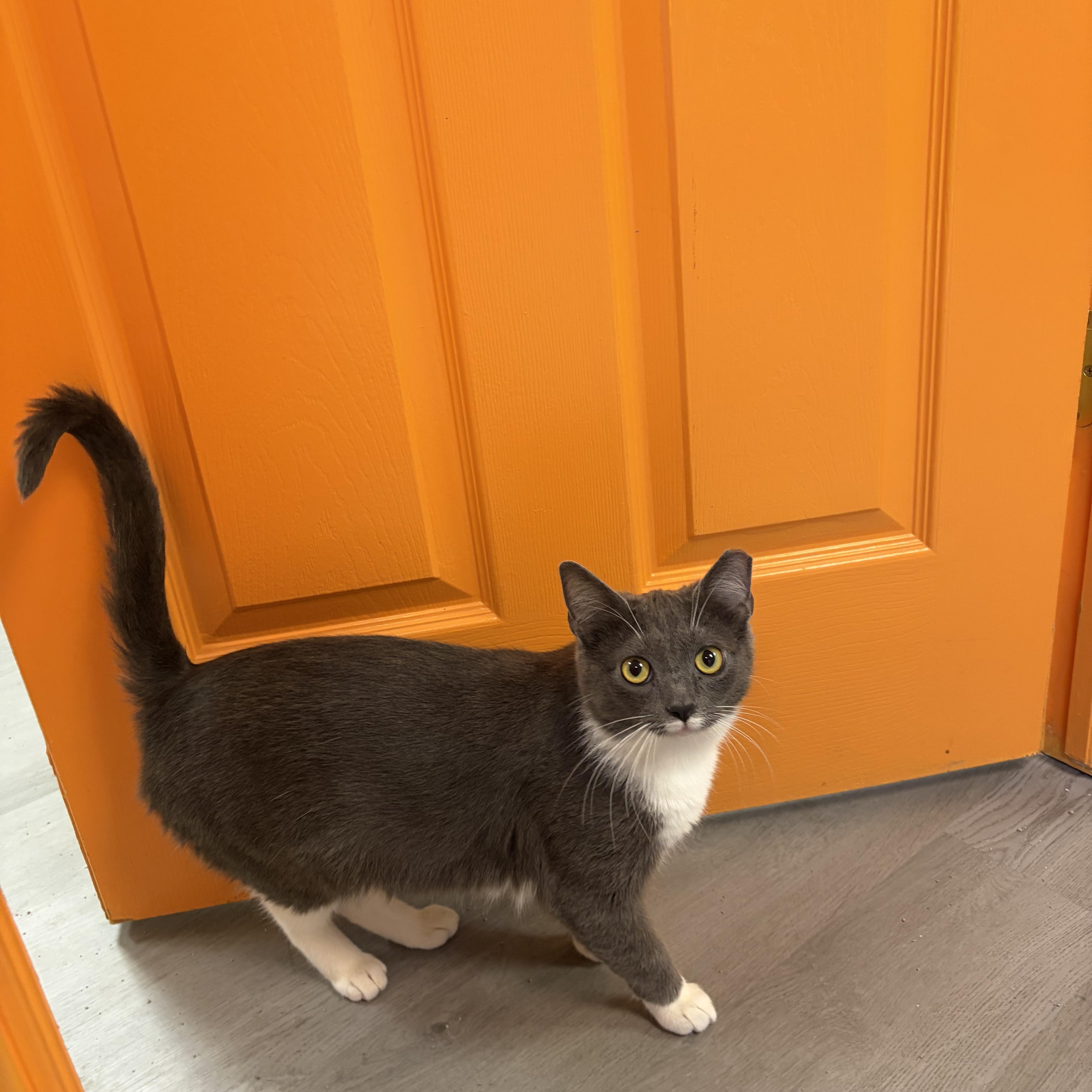 Enlarge Sugar, a ADOPTABLE Domestic Short Hair in Muncie, IN image 2/5